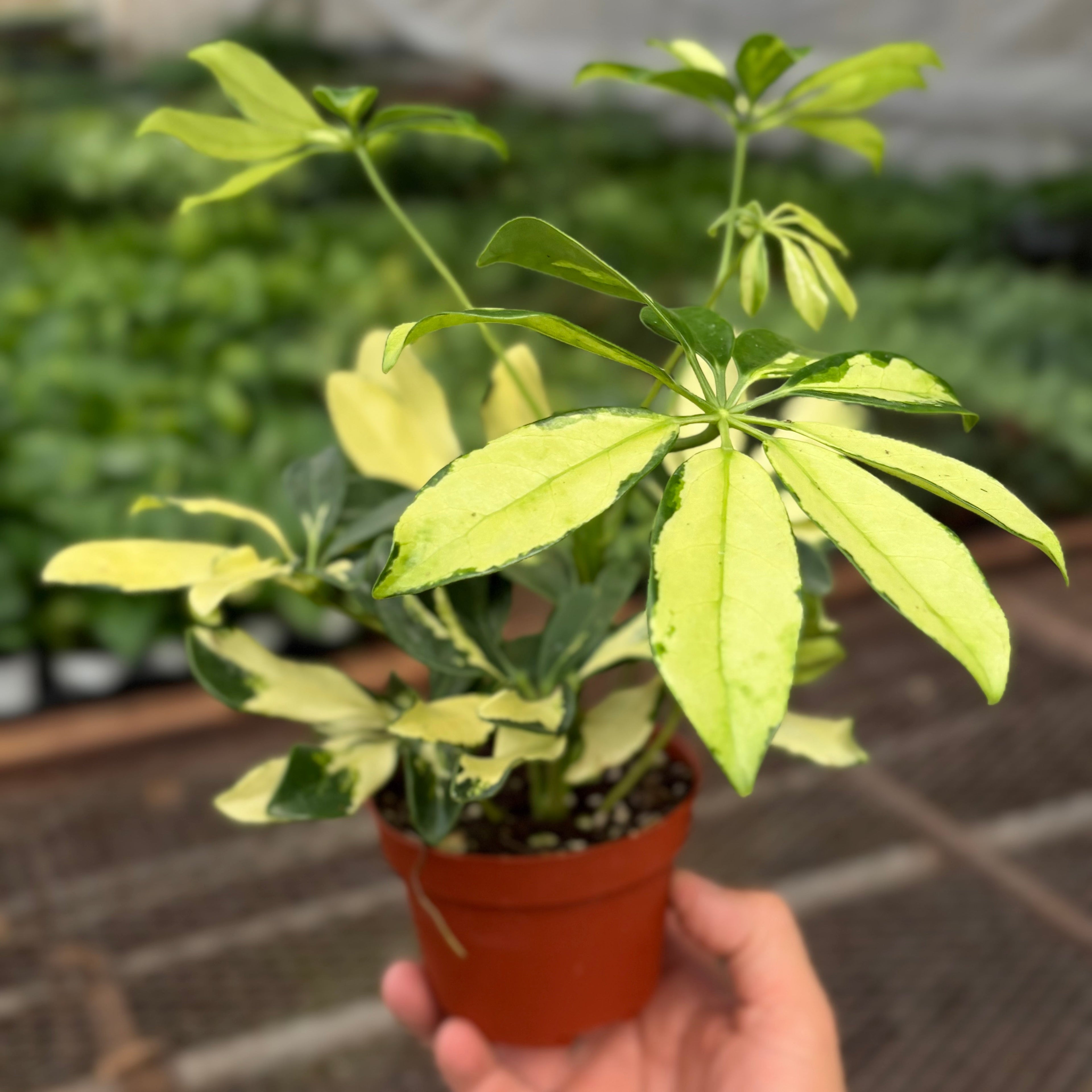 Schefflera Trinette - House Plant Shop