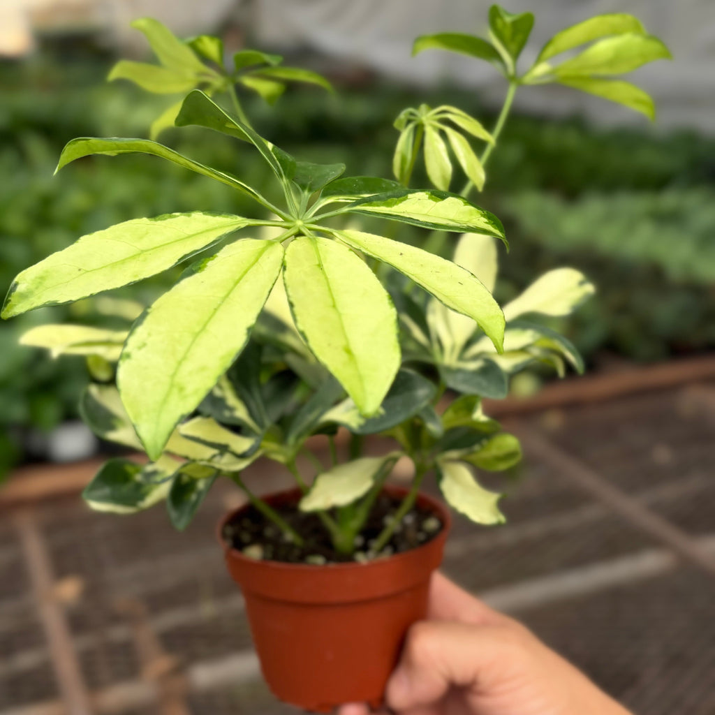 Schefflera Trinette - House Plant Shop
