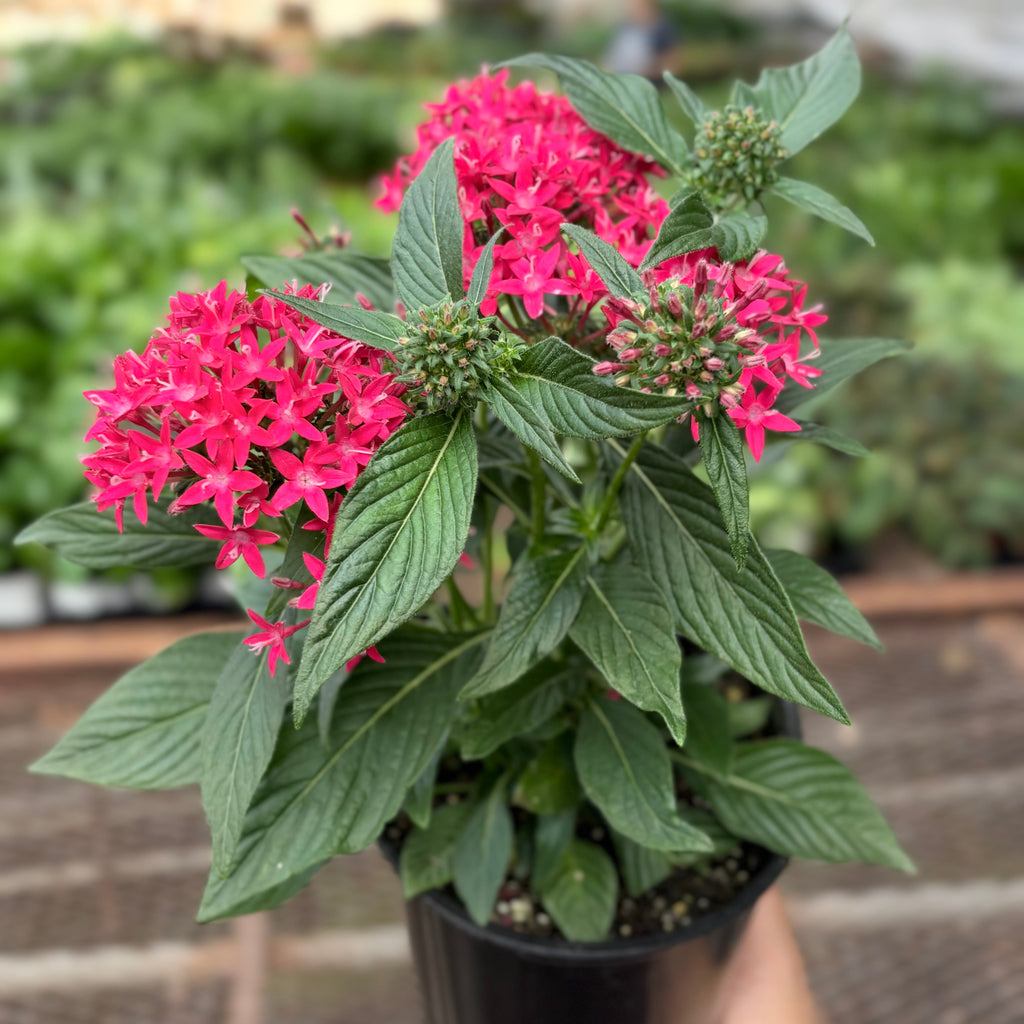 Pentas Red - House Plant Shop