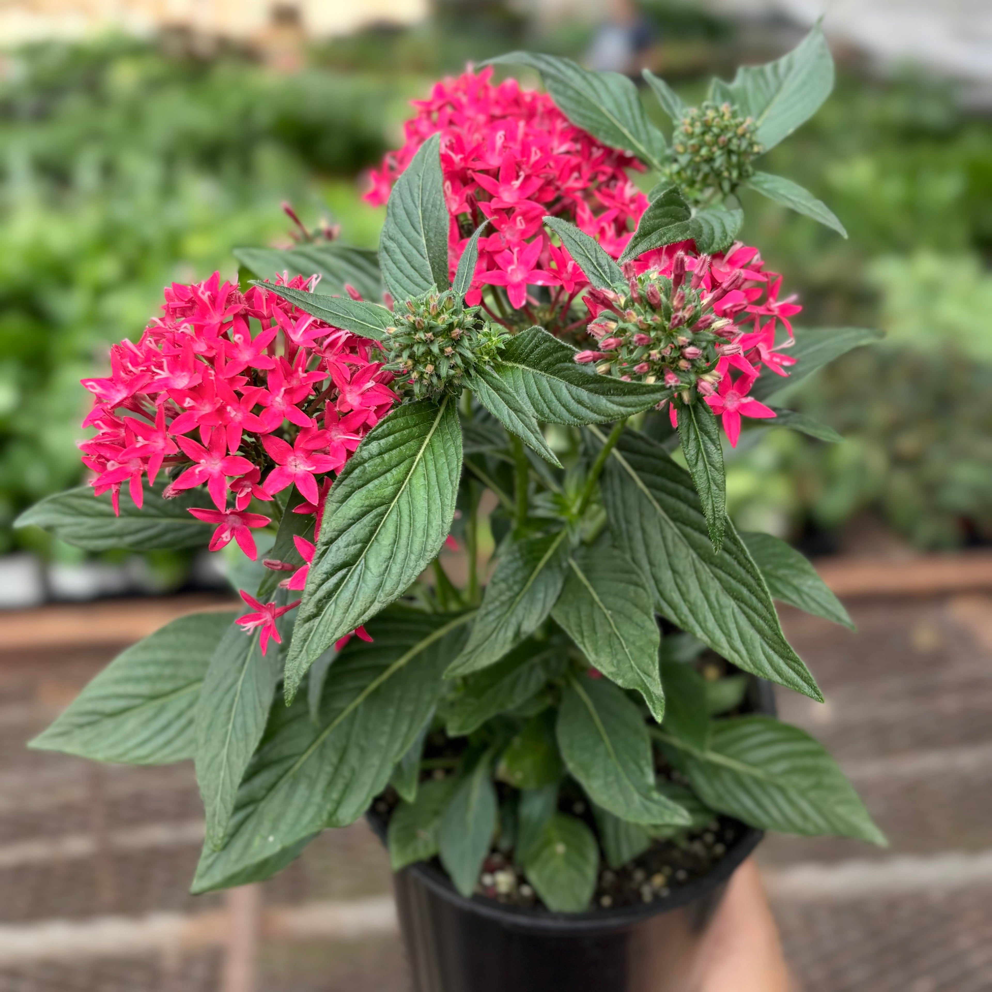 Pentas Red - House Plant Shop