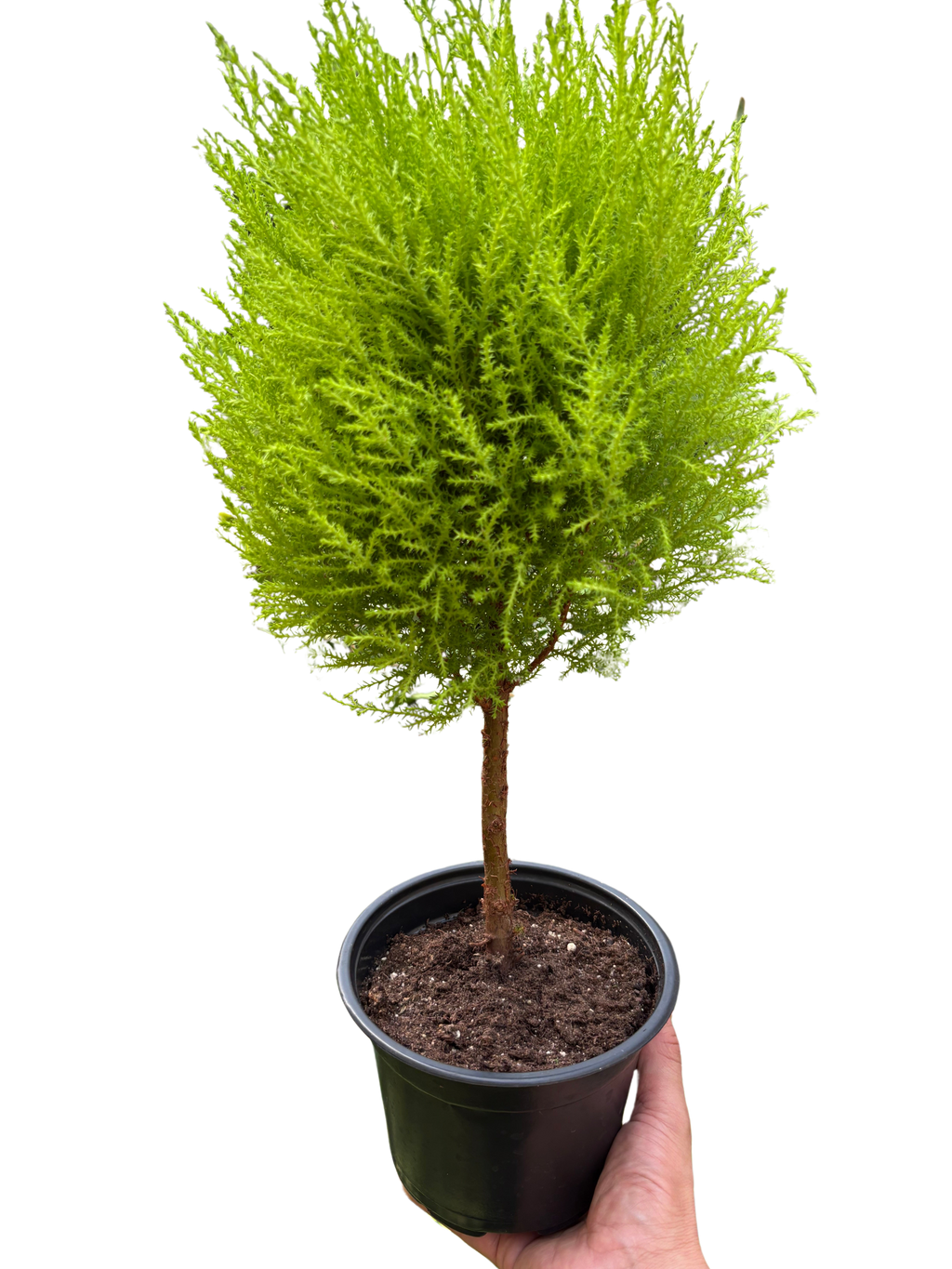 Cypress Lemon Topiary