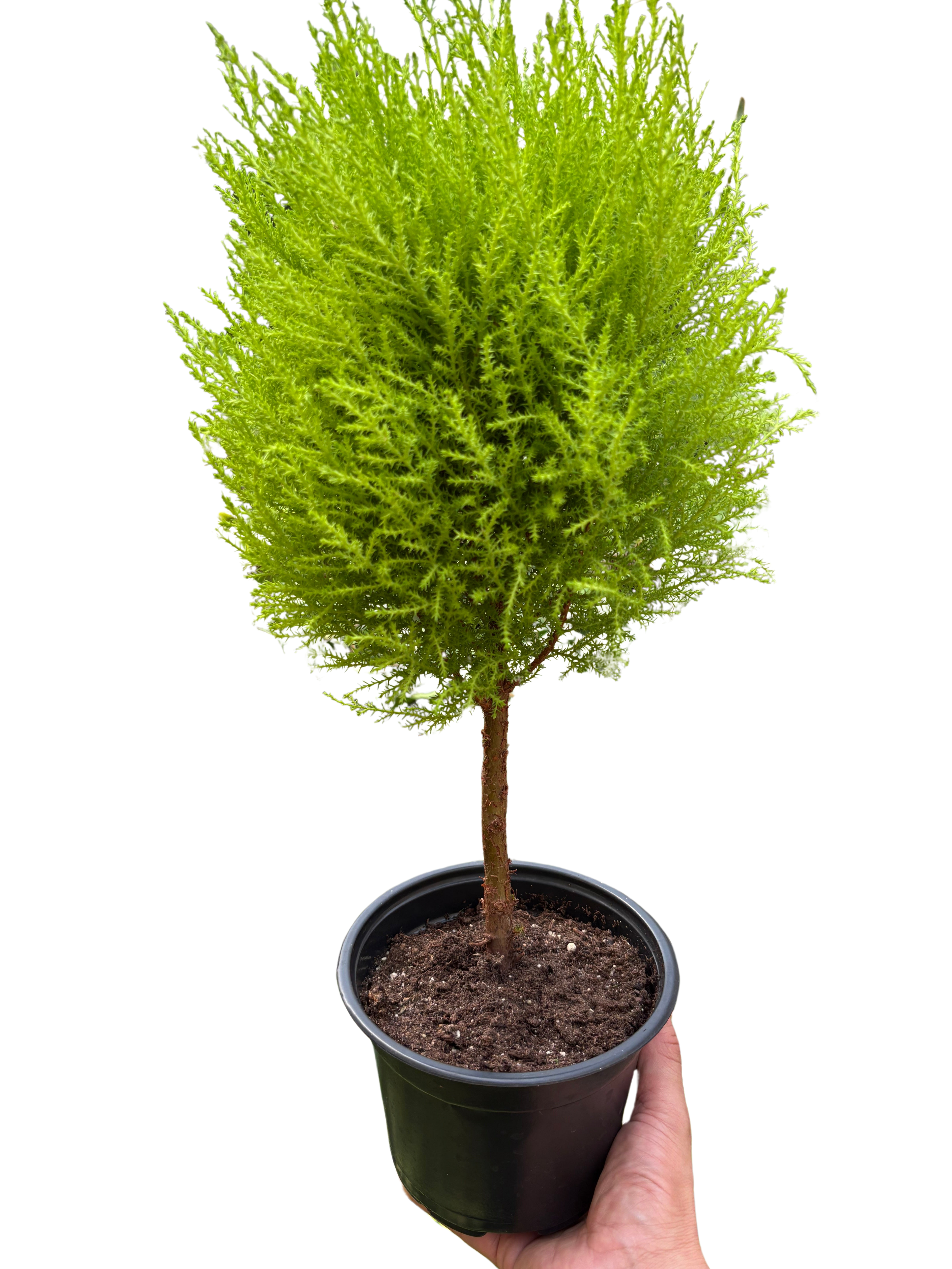 Cypress Lemon Topiary