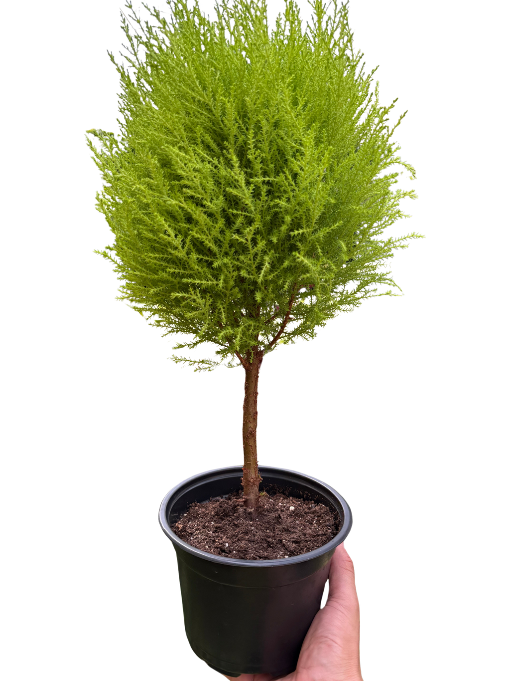 Cypress Lemon Topiary