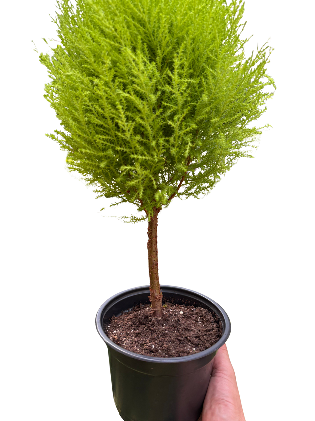 Cypress Lemon Topiary