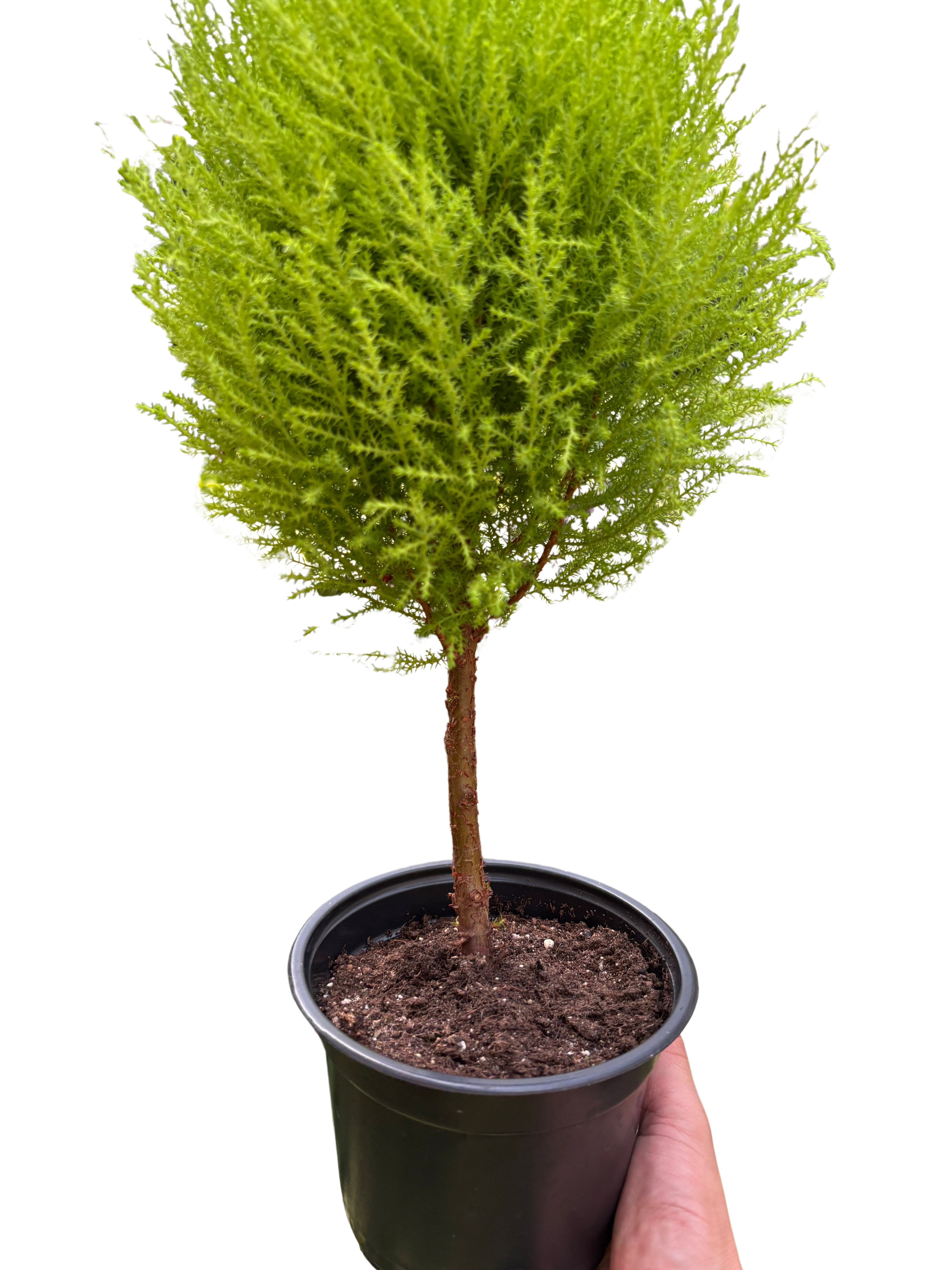 Cypress Lemon Topiary