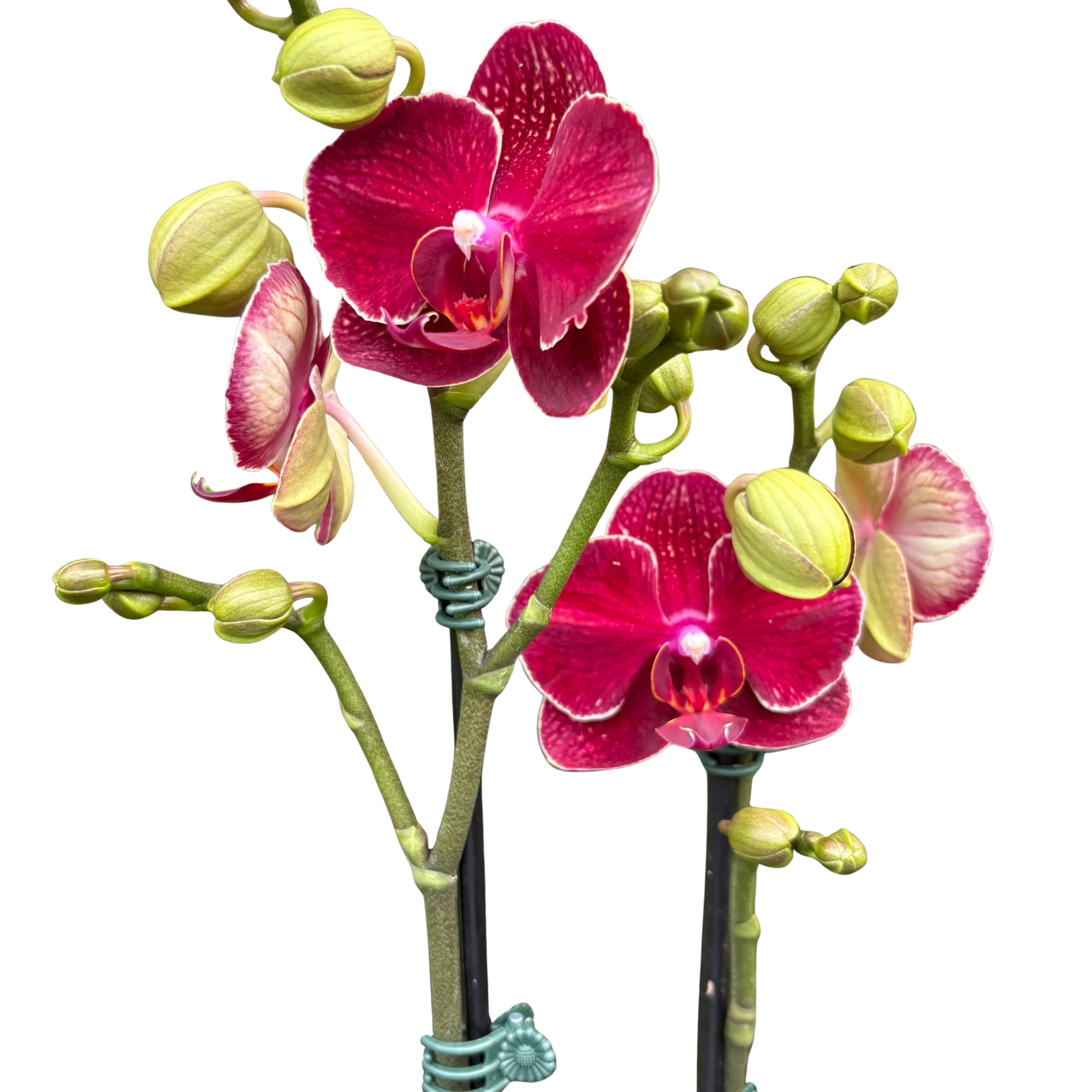 Orchid 'Red Phalaenopsis' - House Plant Shop
