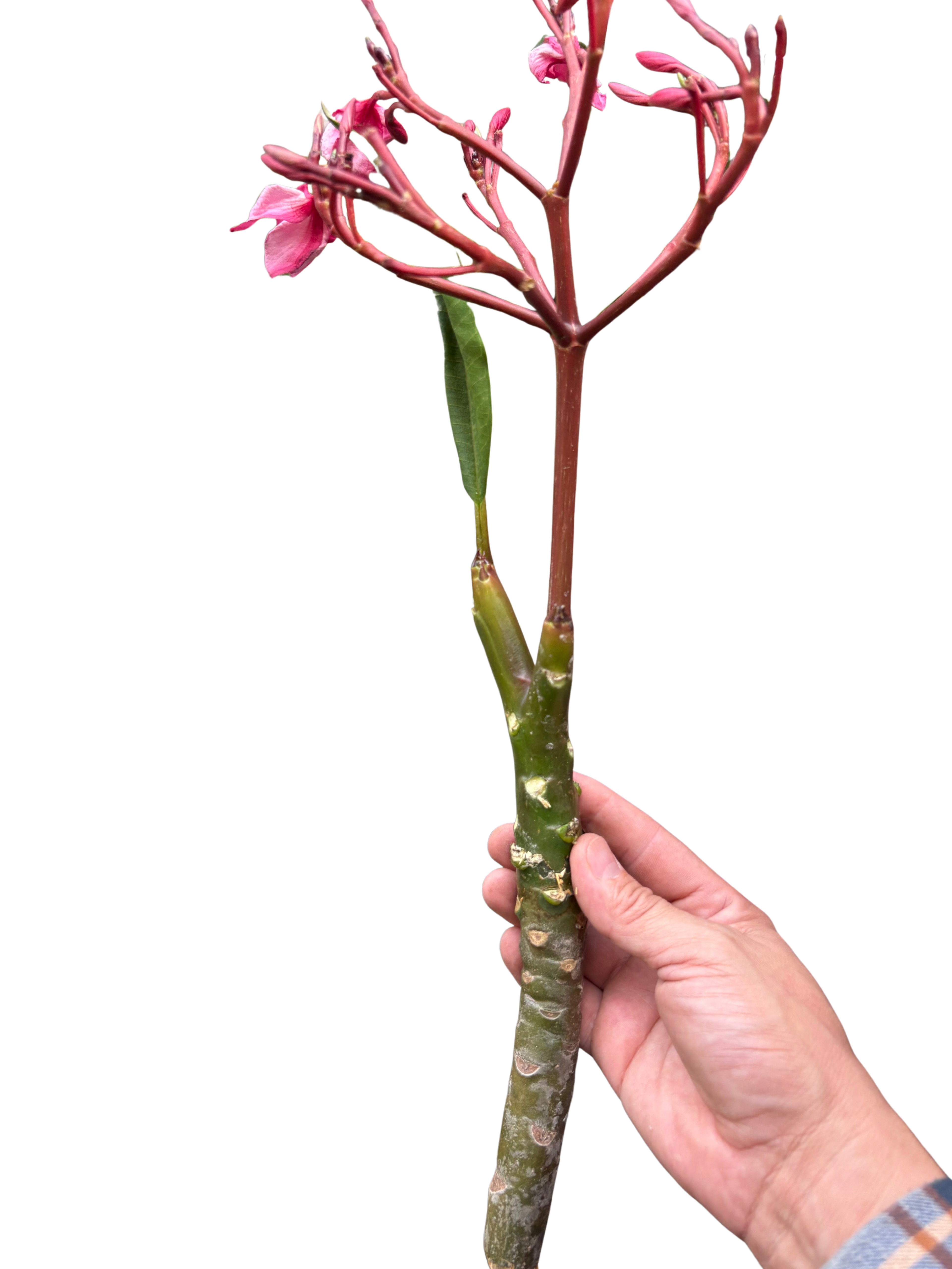 Plumeria Mex Pink Single