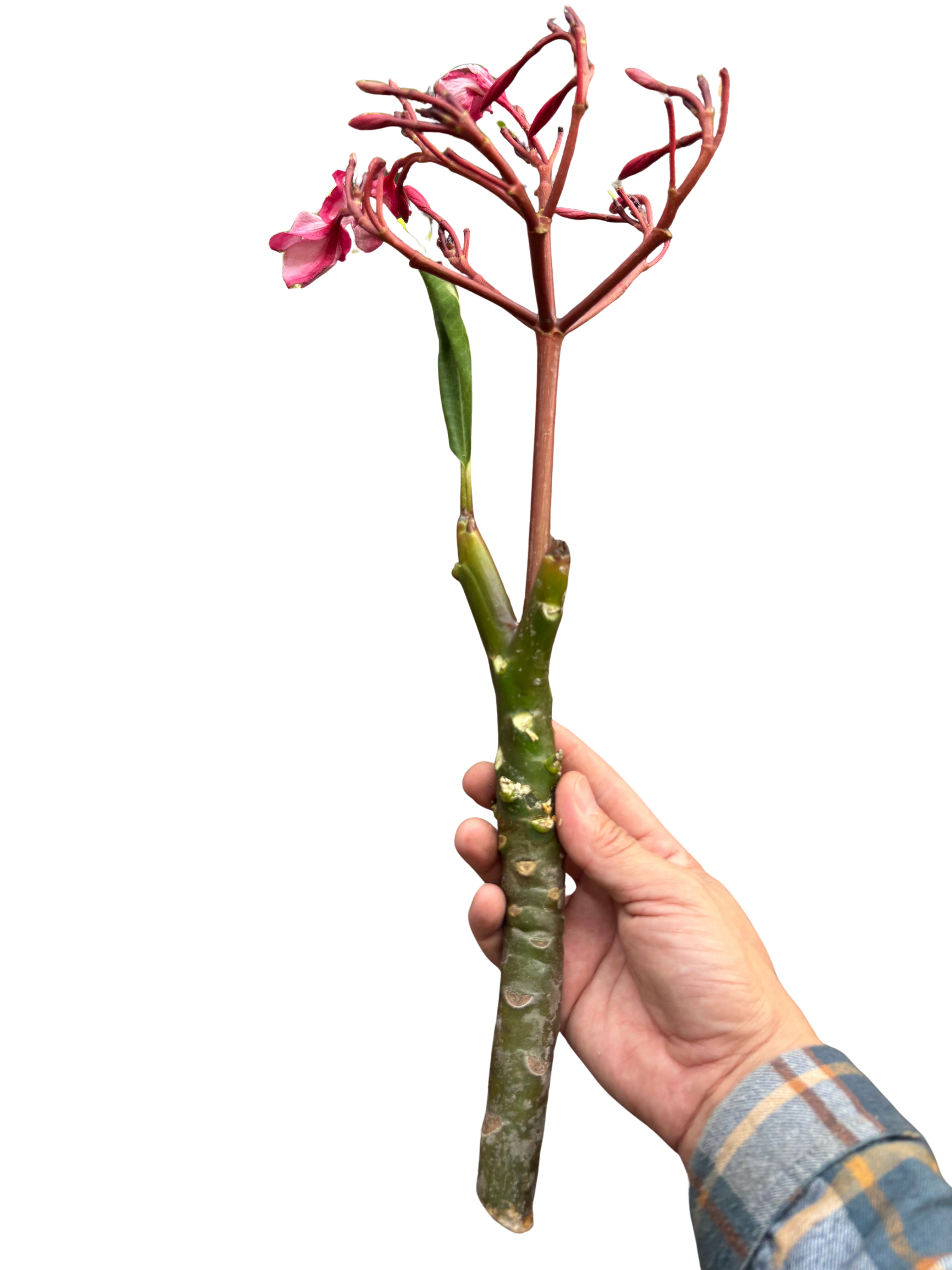 Plumeria Mex Pink Single