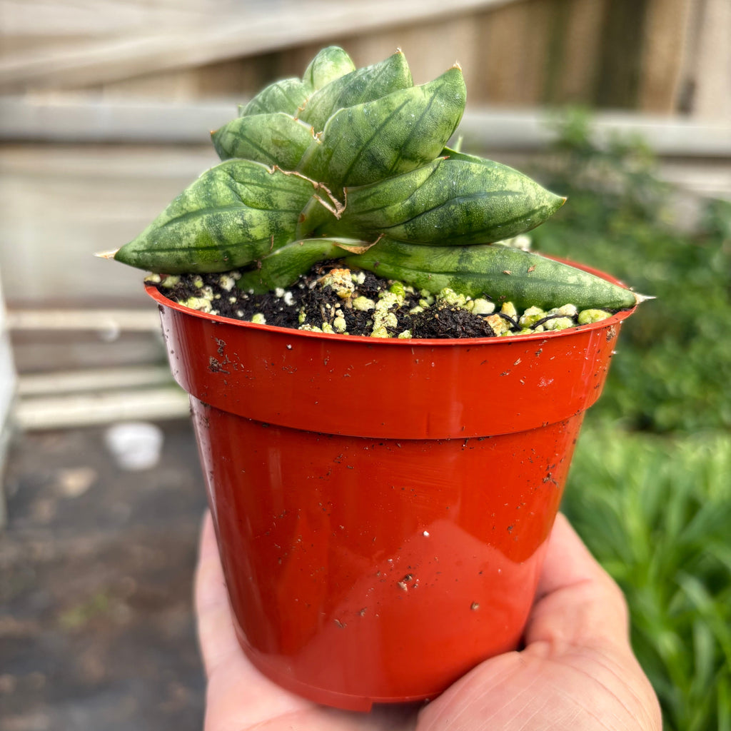 Snake Cylindrica Bonji - House Plant Shop