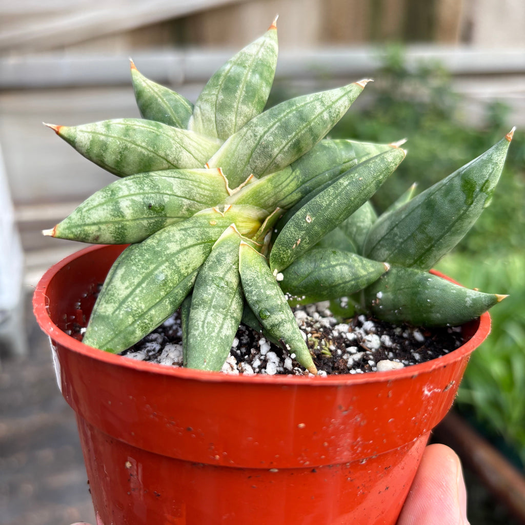 Snake Cylindrica Bonji - House Plant Shop