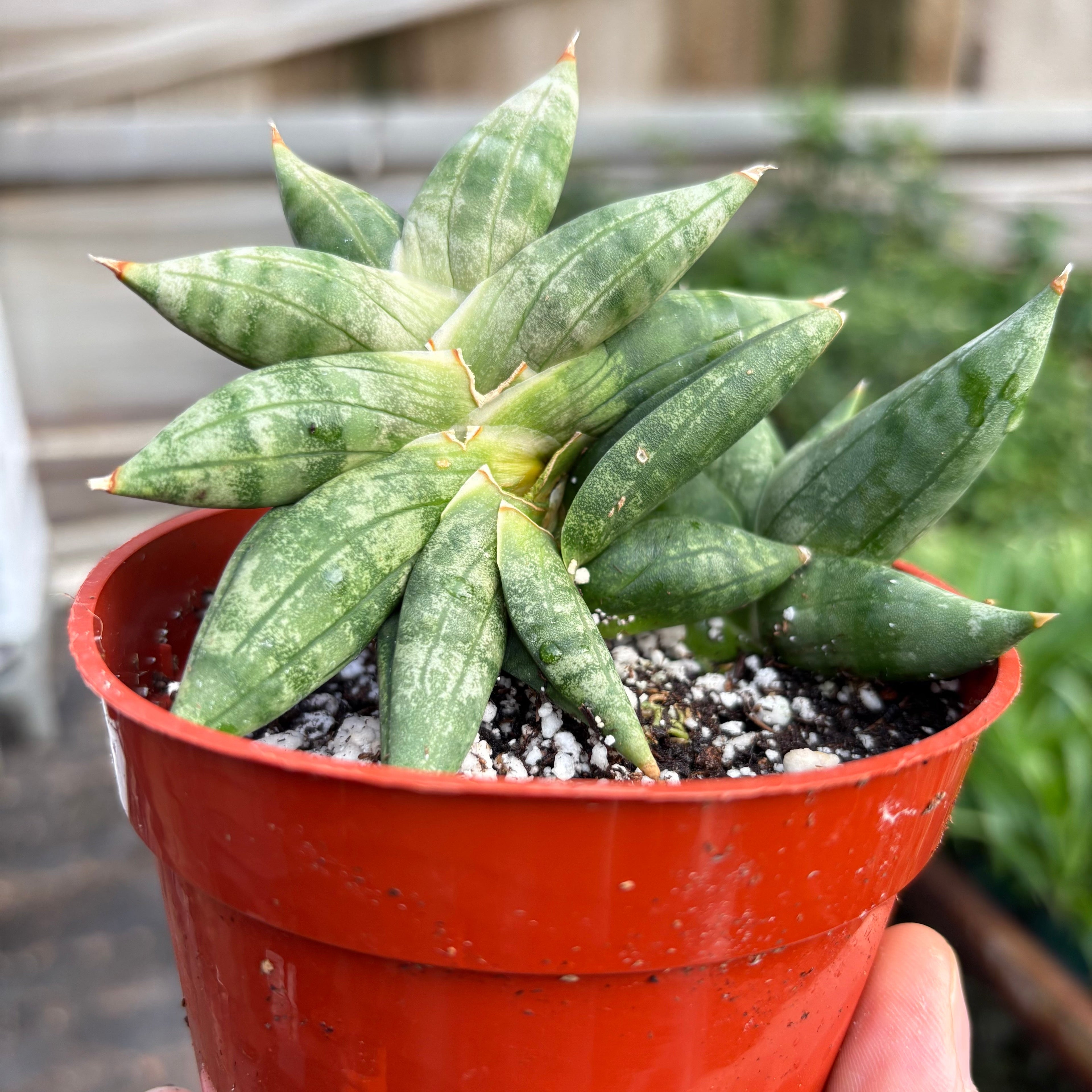 Snake Cylindrica Bonji - House Plant Shop