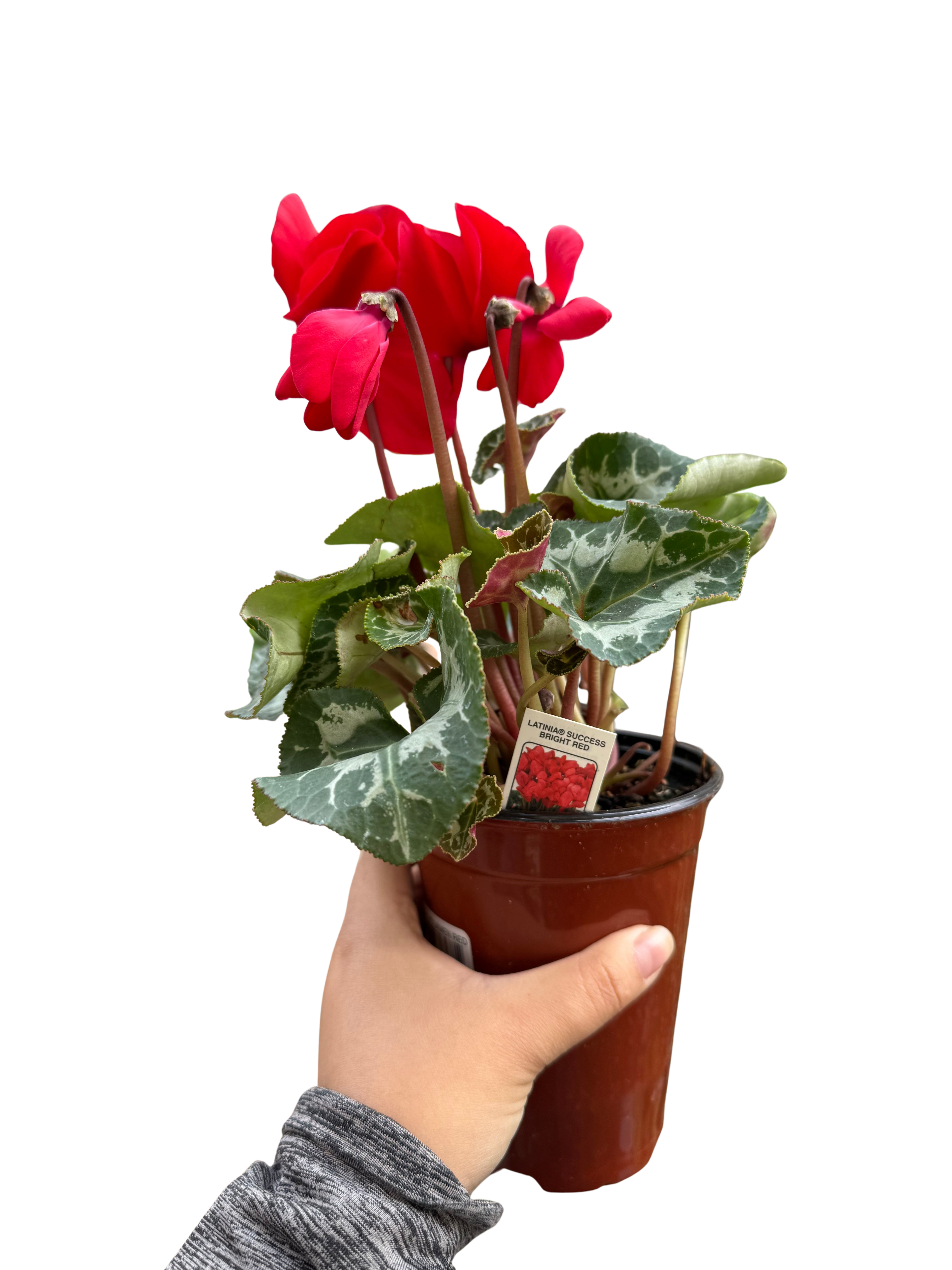 Cyclamen 'Red'