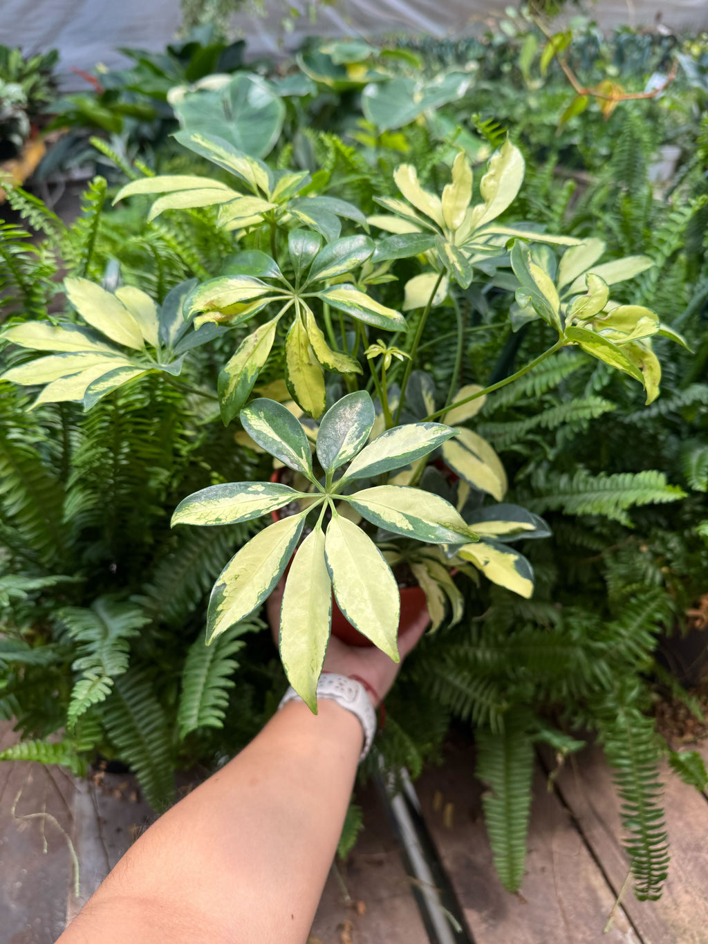 Schefflera Trinette - House Plant Shop