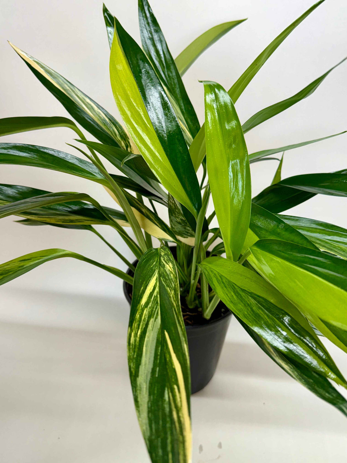 Pothos 'Silver Streak Variegated'