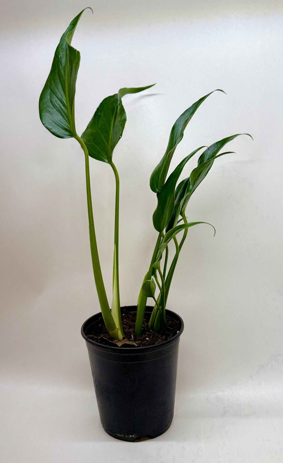 Monstera Burle Marx Flame