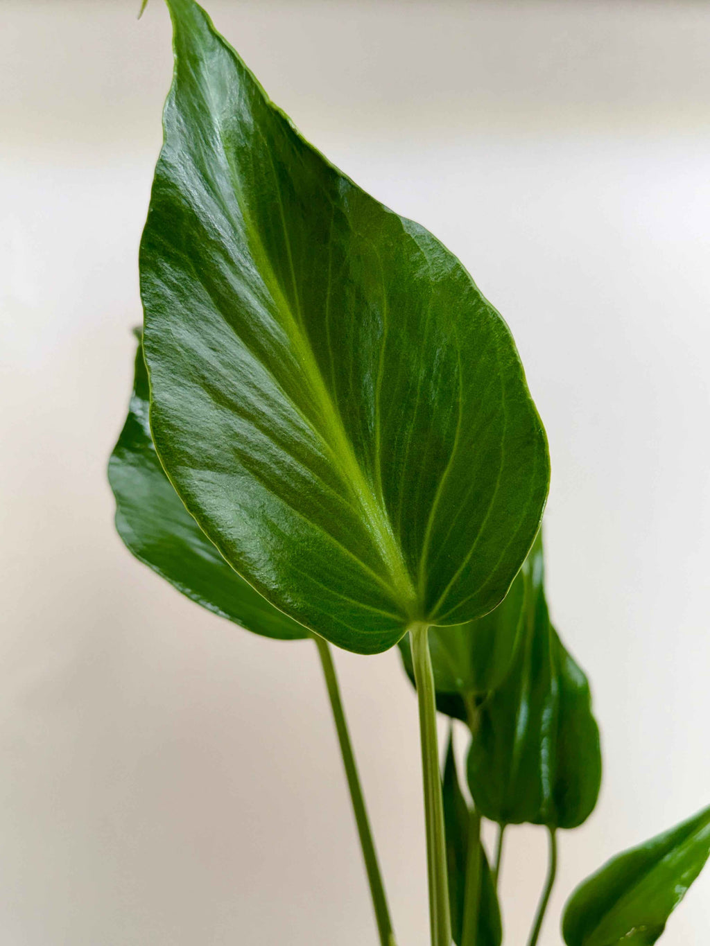 Monstera Burle Marx Flame