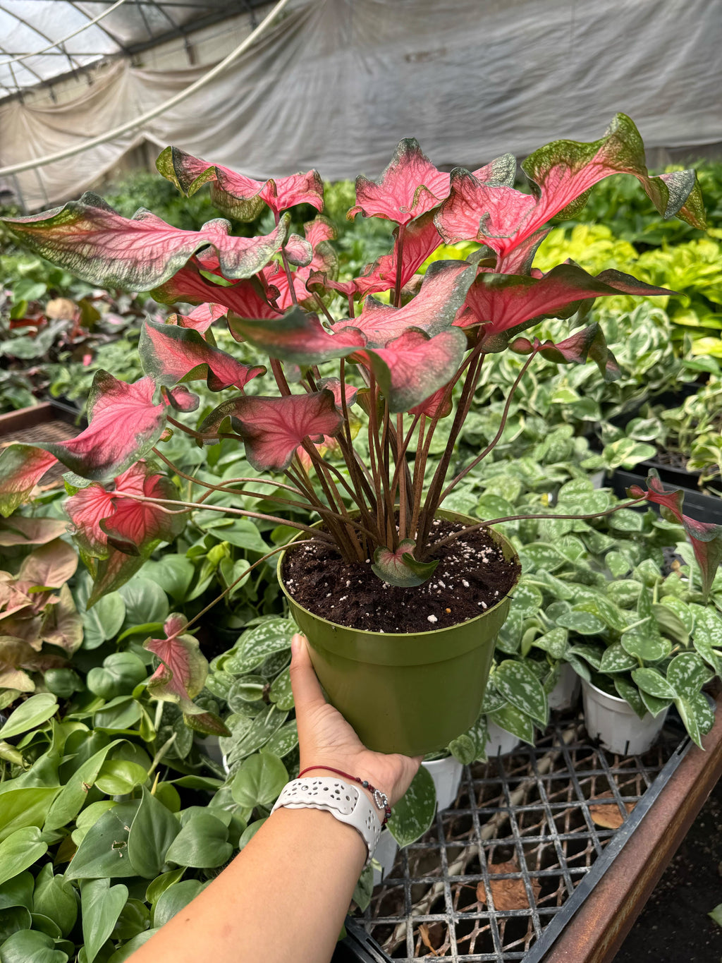 Caladium Red Flash - House Plant Shop