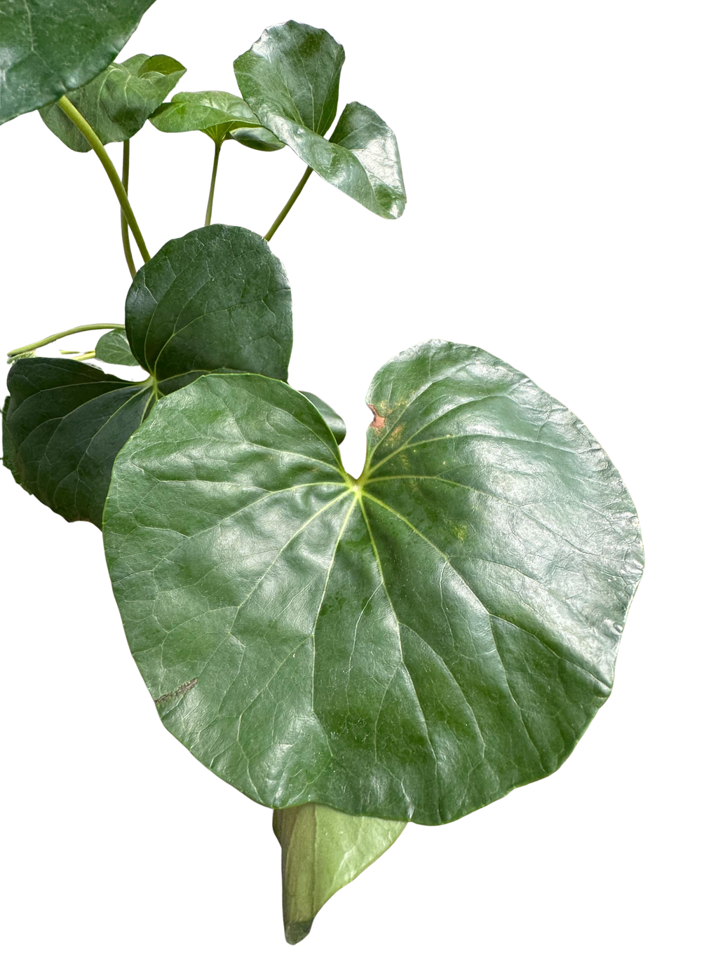 Farfugium japonicum - House Plant Shop