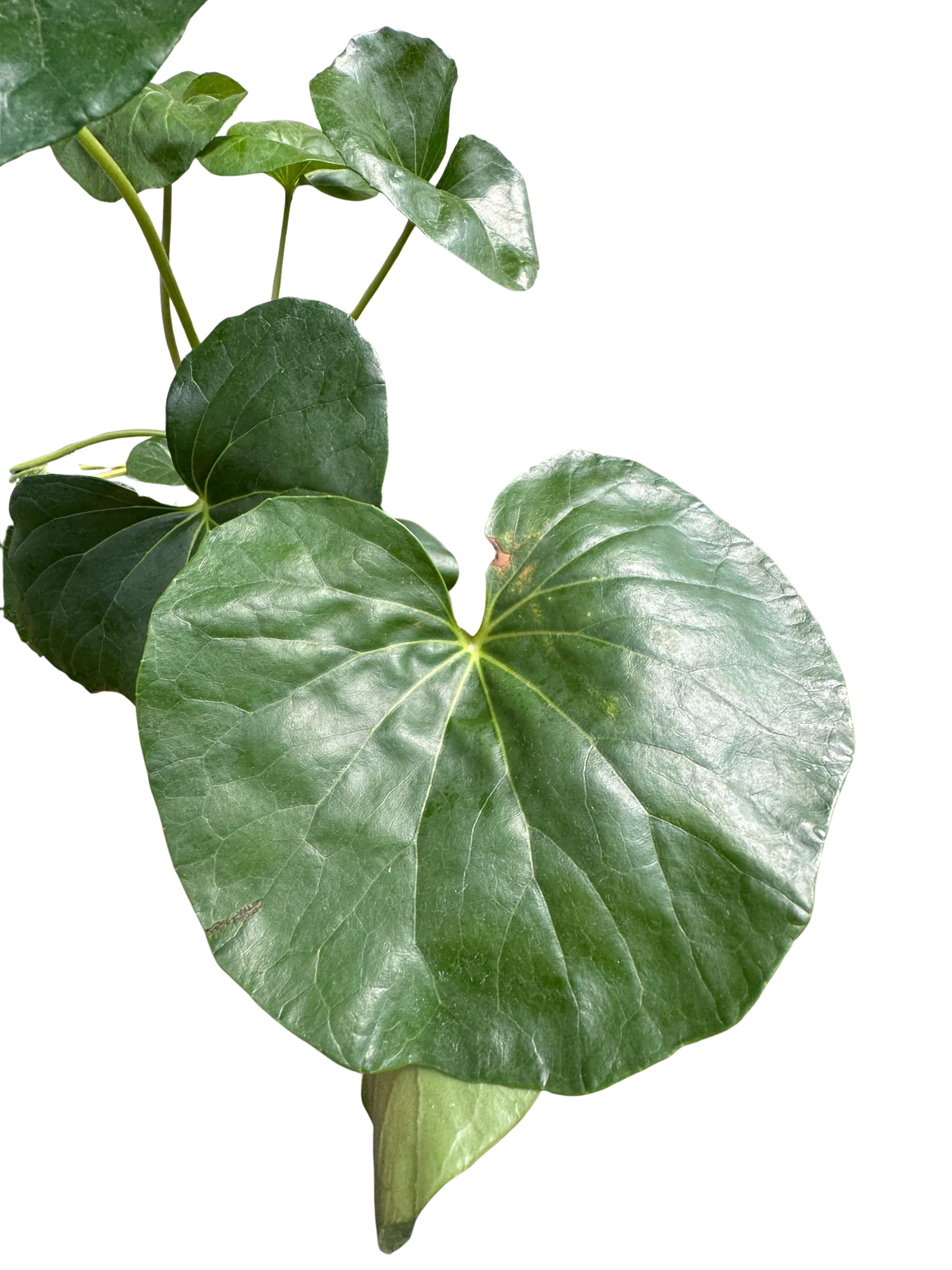 Farfugium japonicum - House Plant Shop