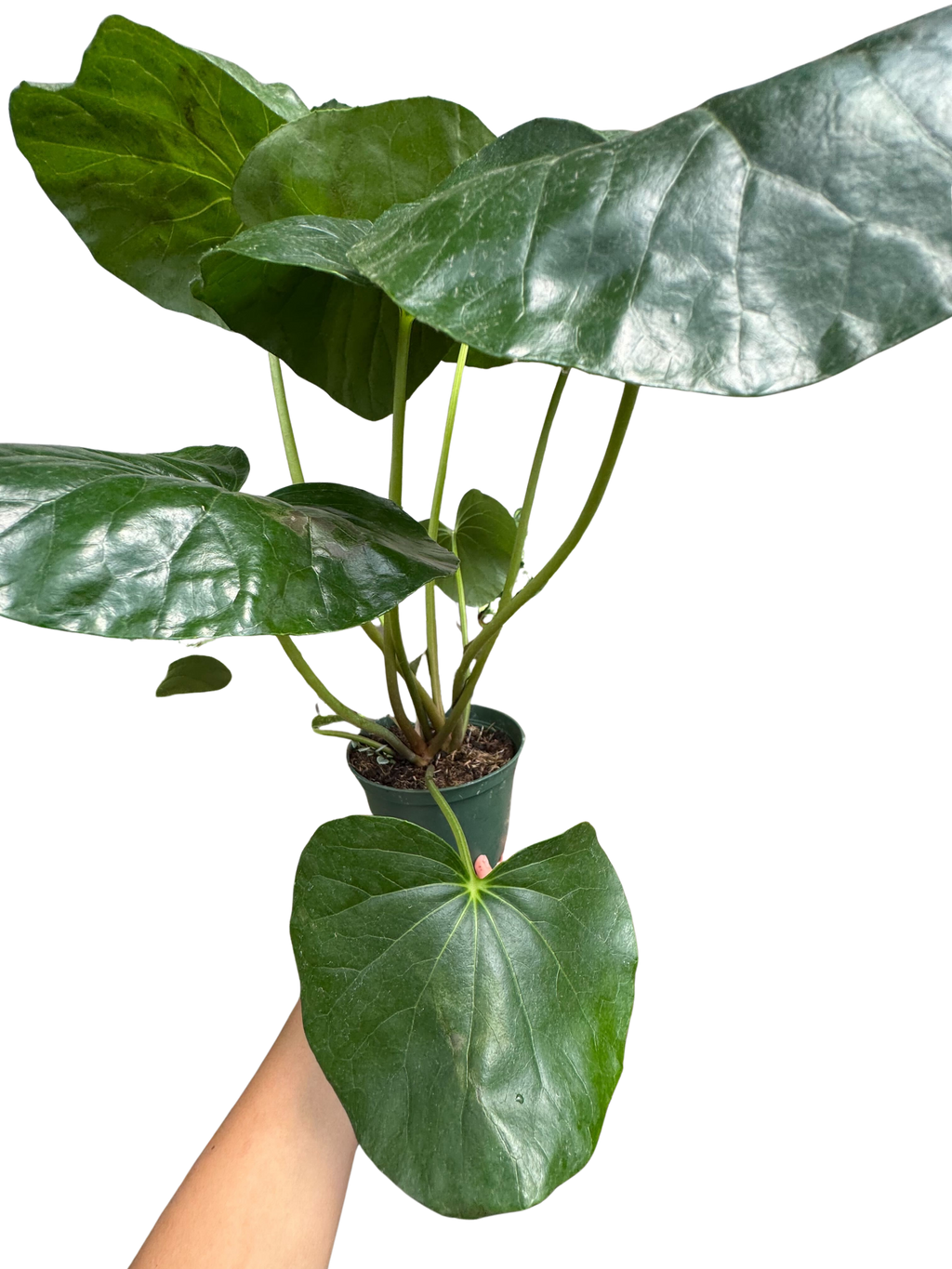 Farfugium japonicum - House Plant Shop