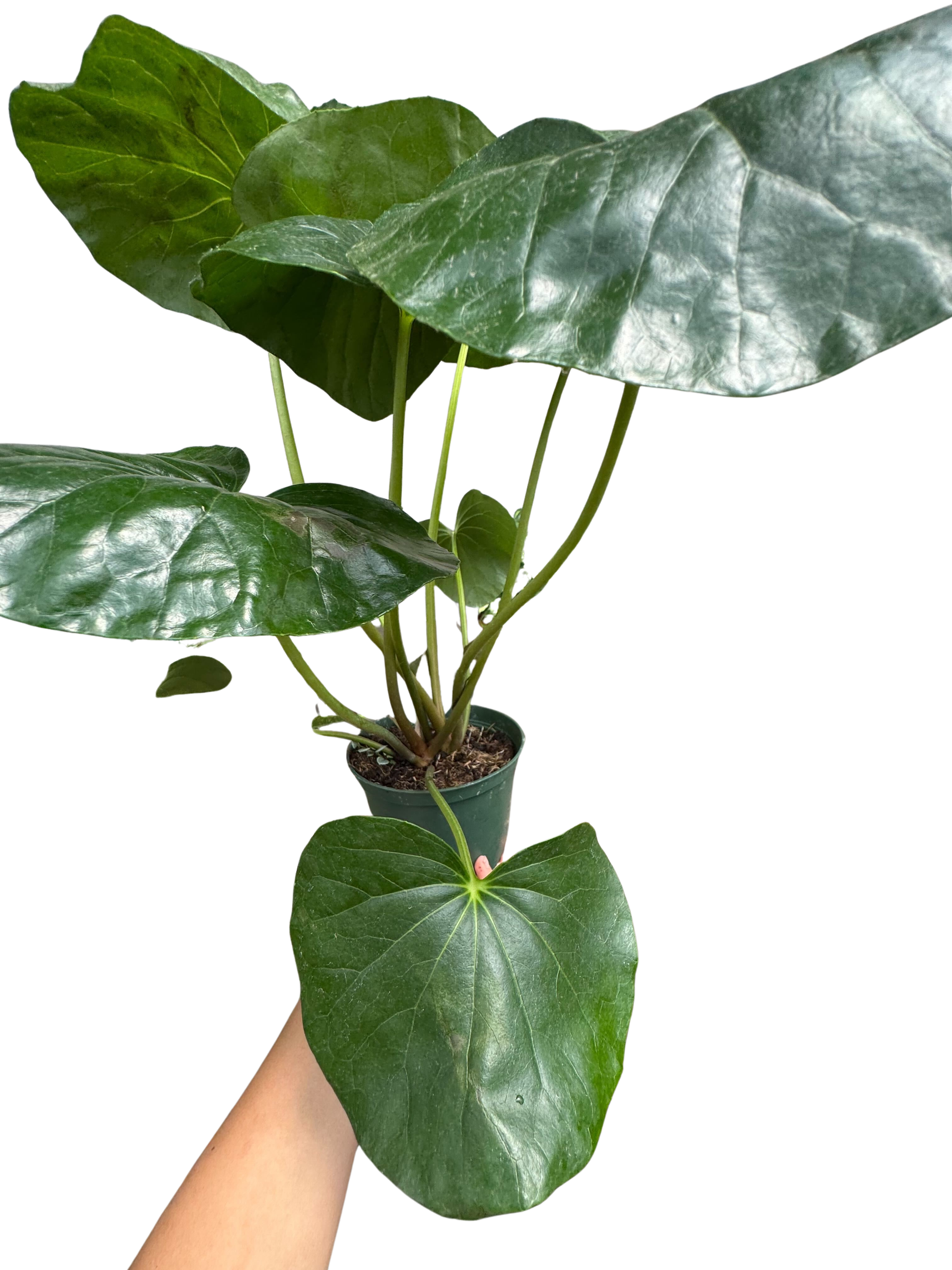 Farfugium japonicum - House Plant Shop