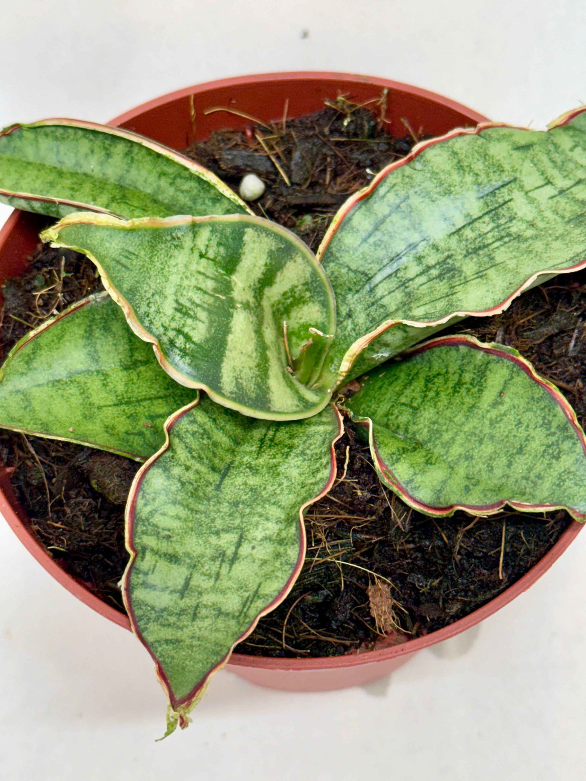 Snake Plant 'Silver Blue'