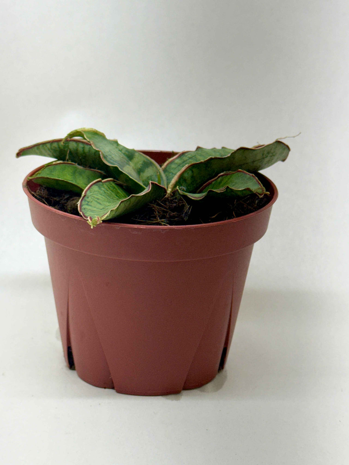 Snake Plant 'Silver Blue'