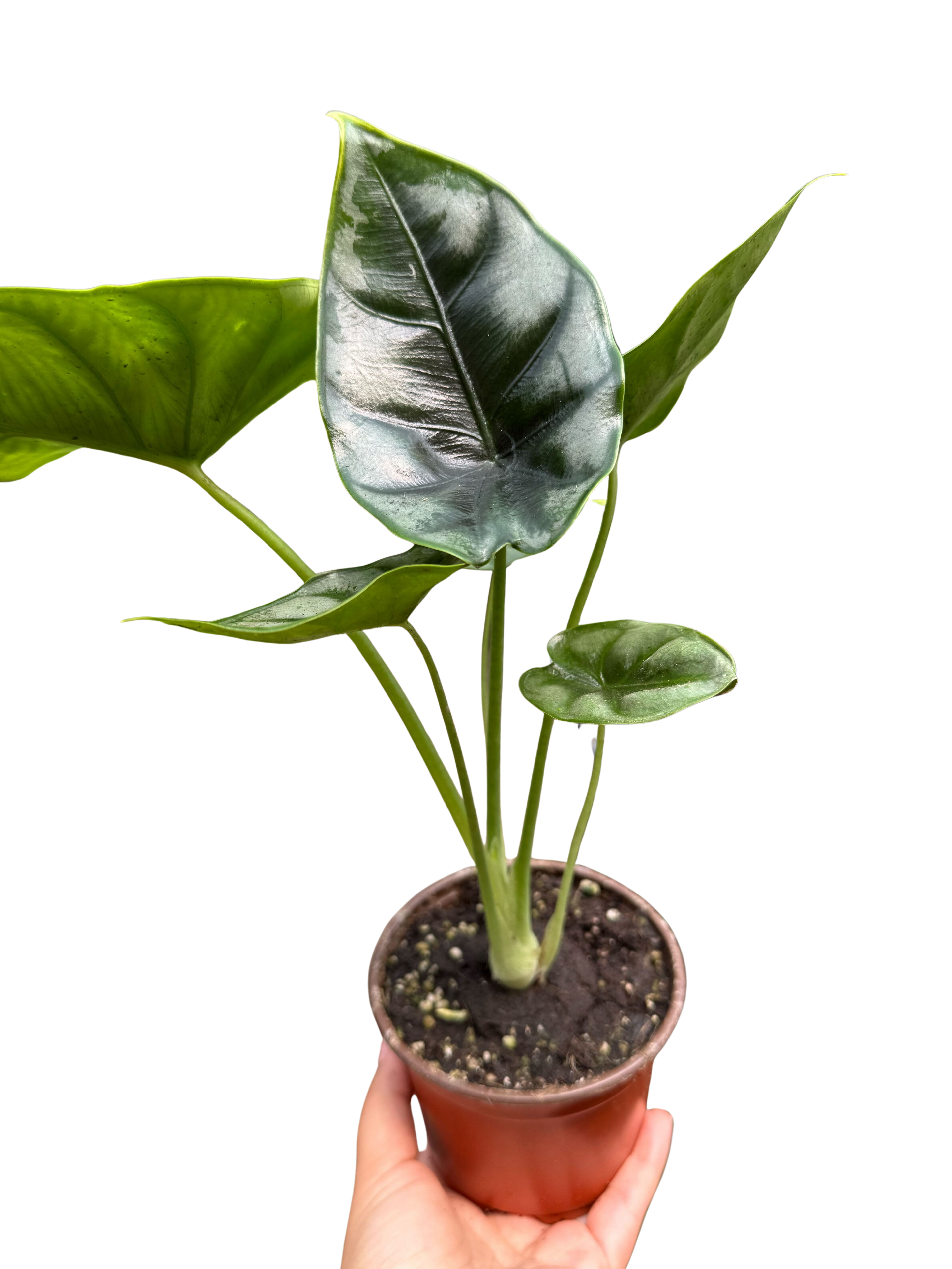 Alocasia 'Reversa'