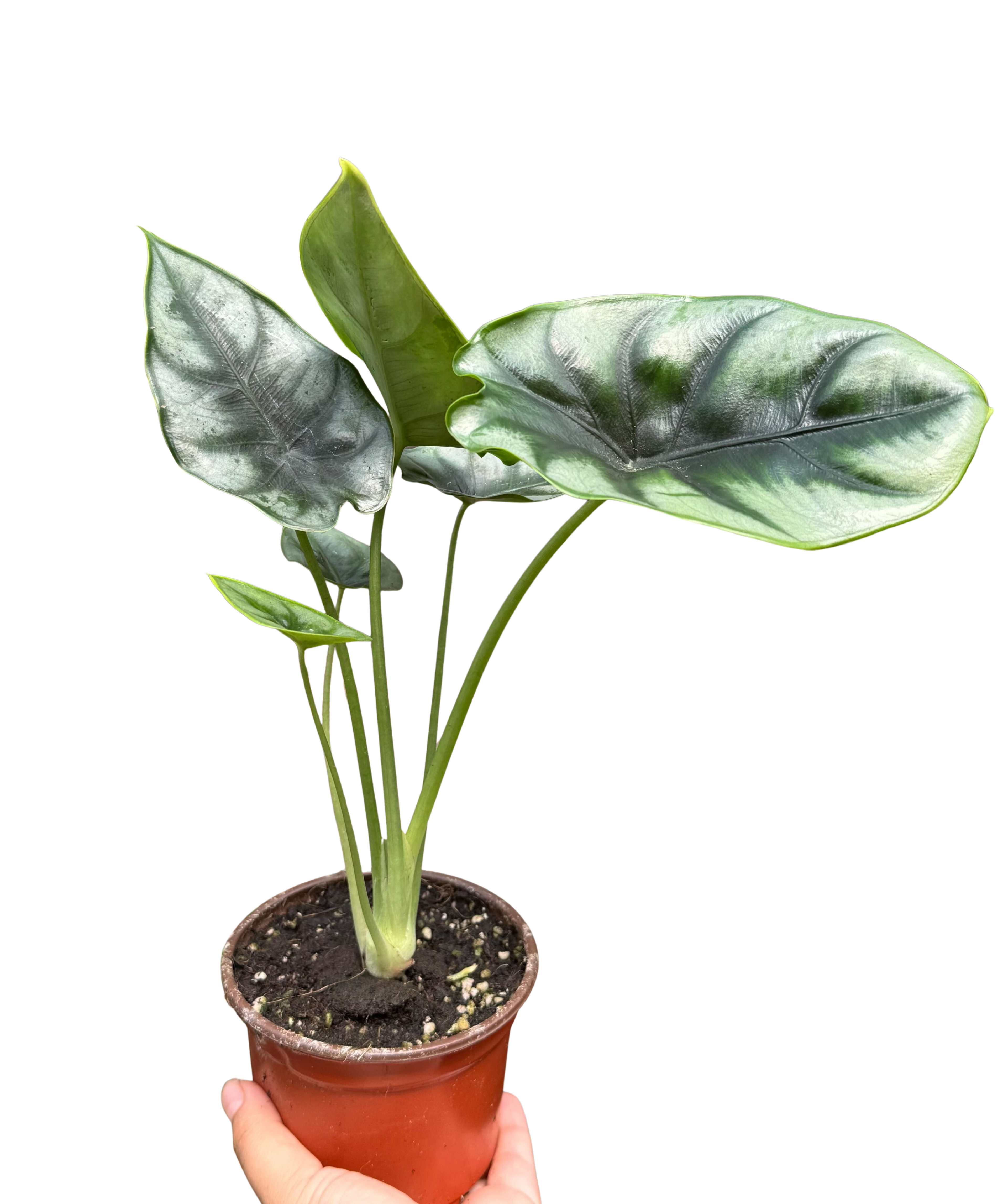 Alocasia 'Reversa'