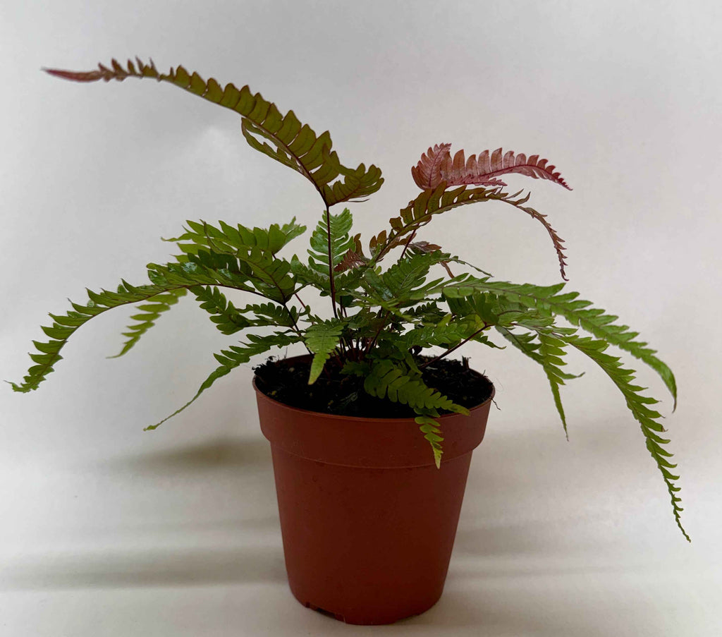 Fern 'Tricolor Pteris'