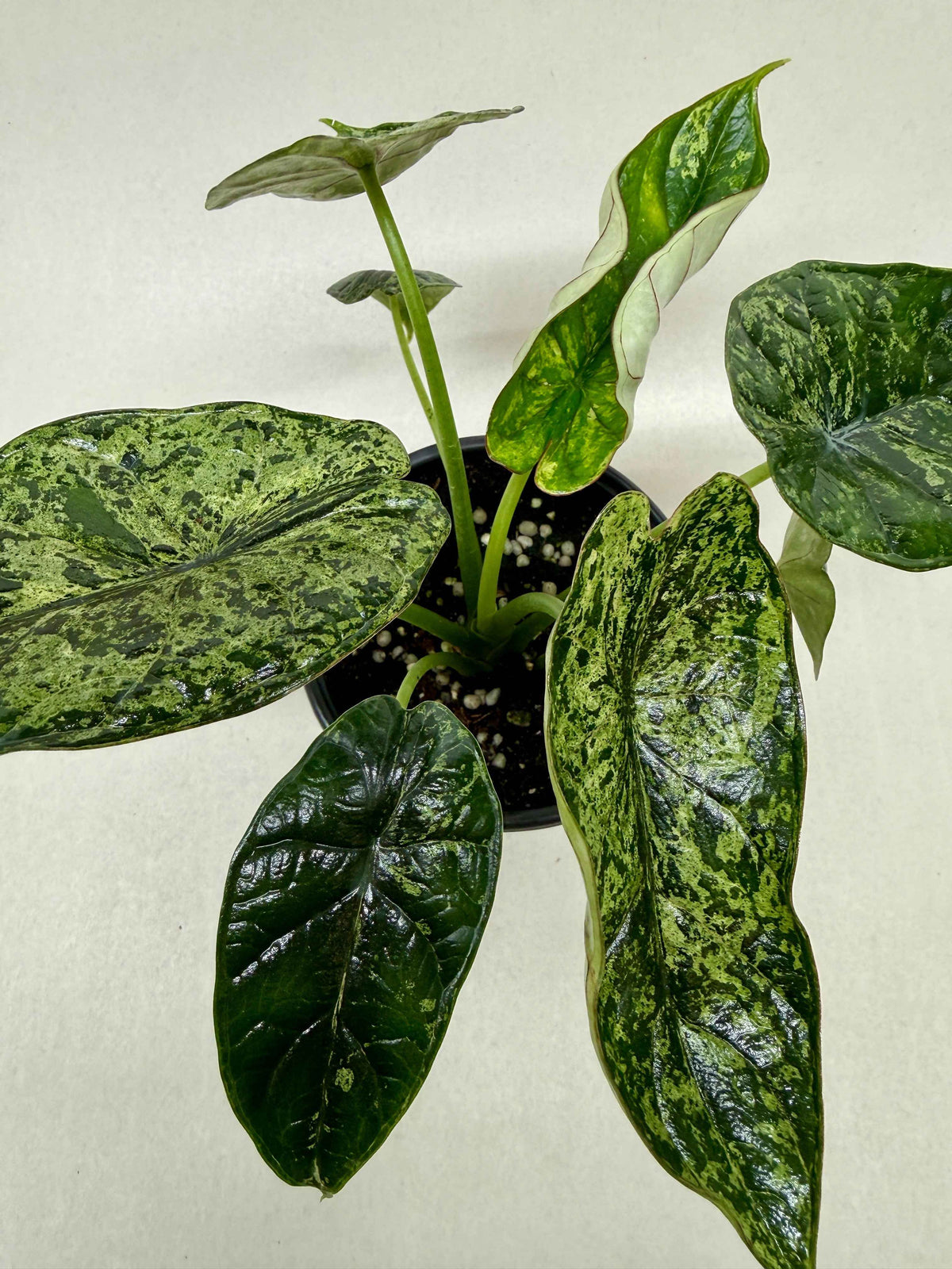 Alocasia 'Dragon Scale Mint'