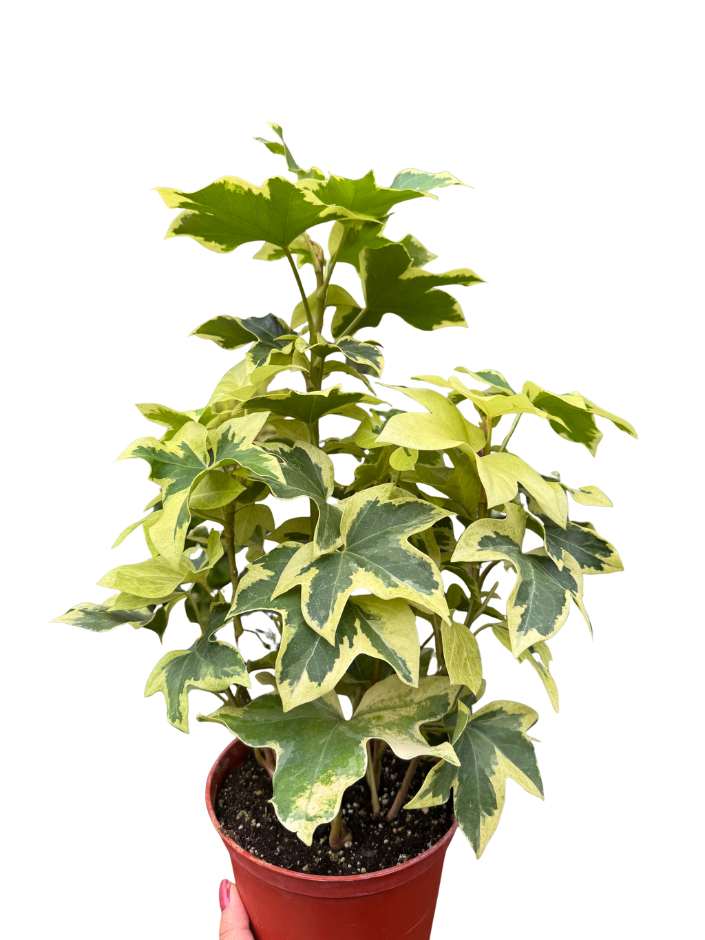 Ivy Tree Variegated