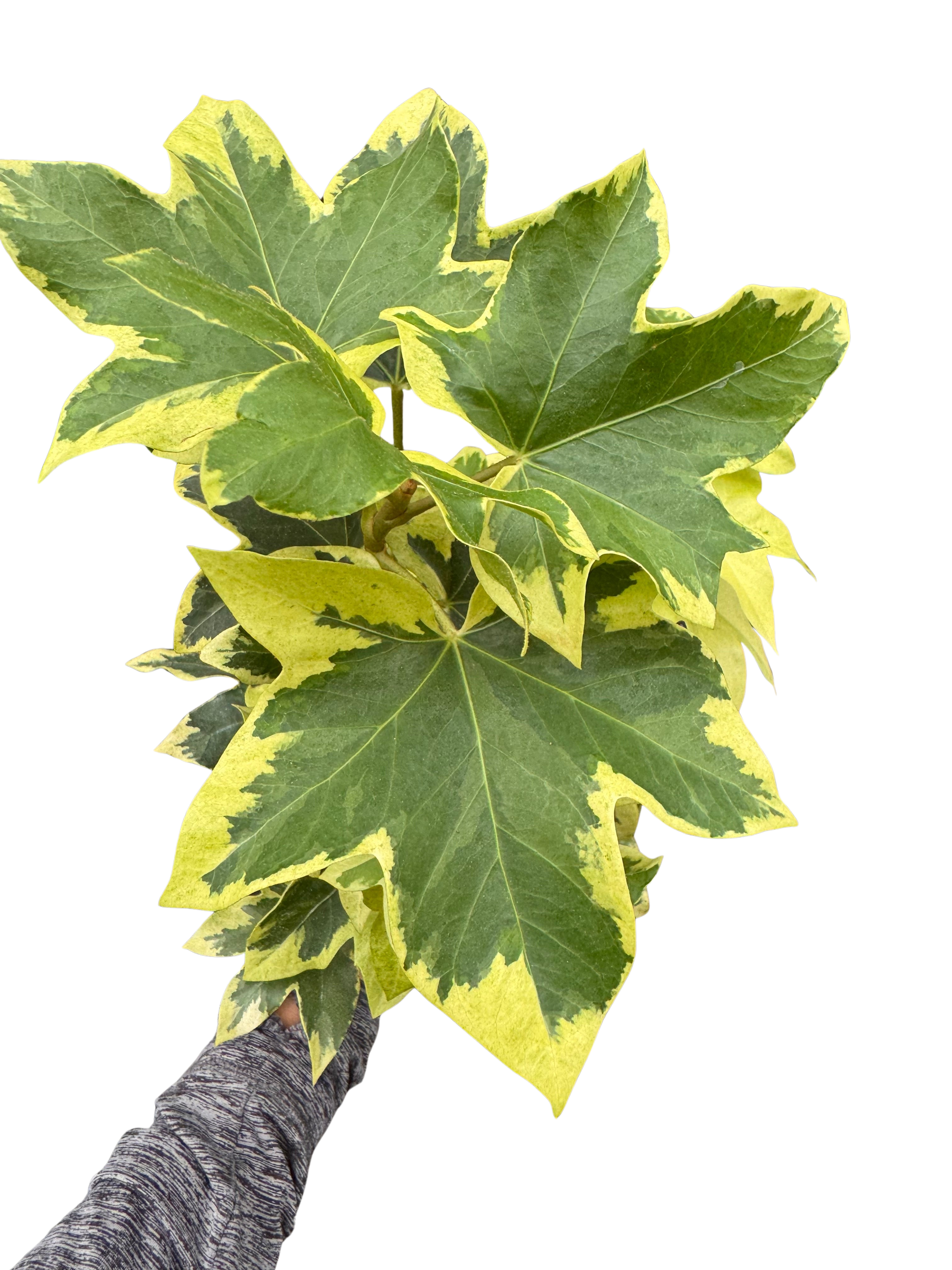 Ivy Tree Variegated