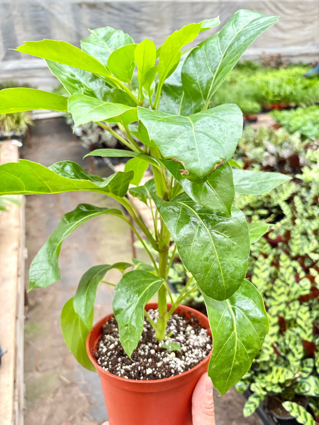 Schefflera Actinophylla - House Plant Shop