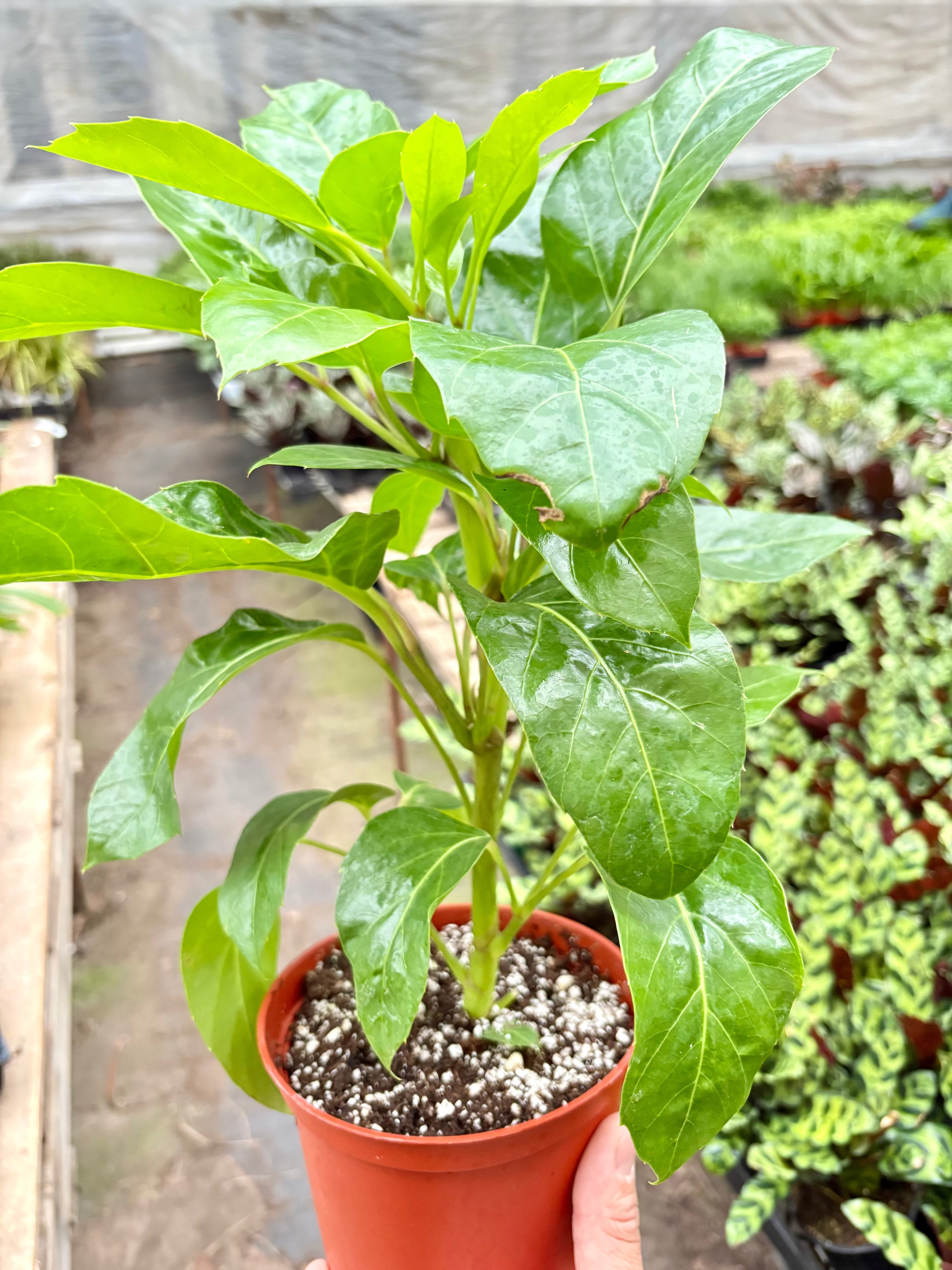 Schefflera Actinophylla - House Plant Shop