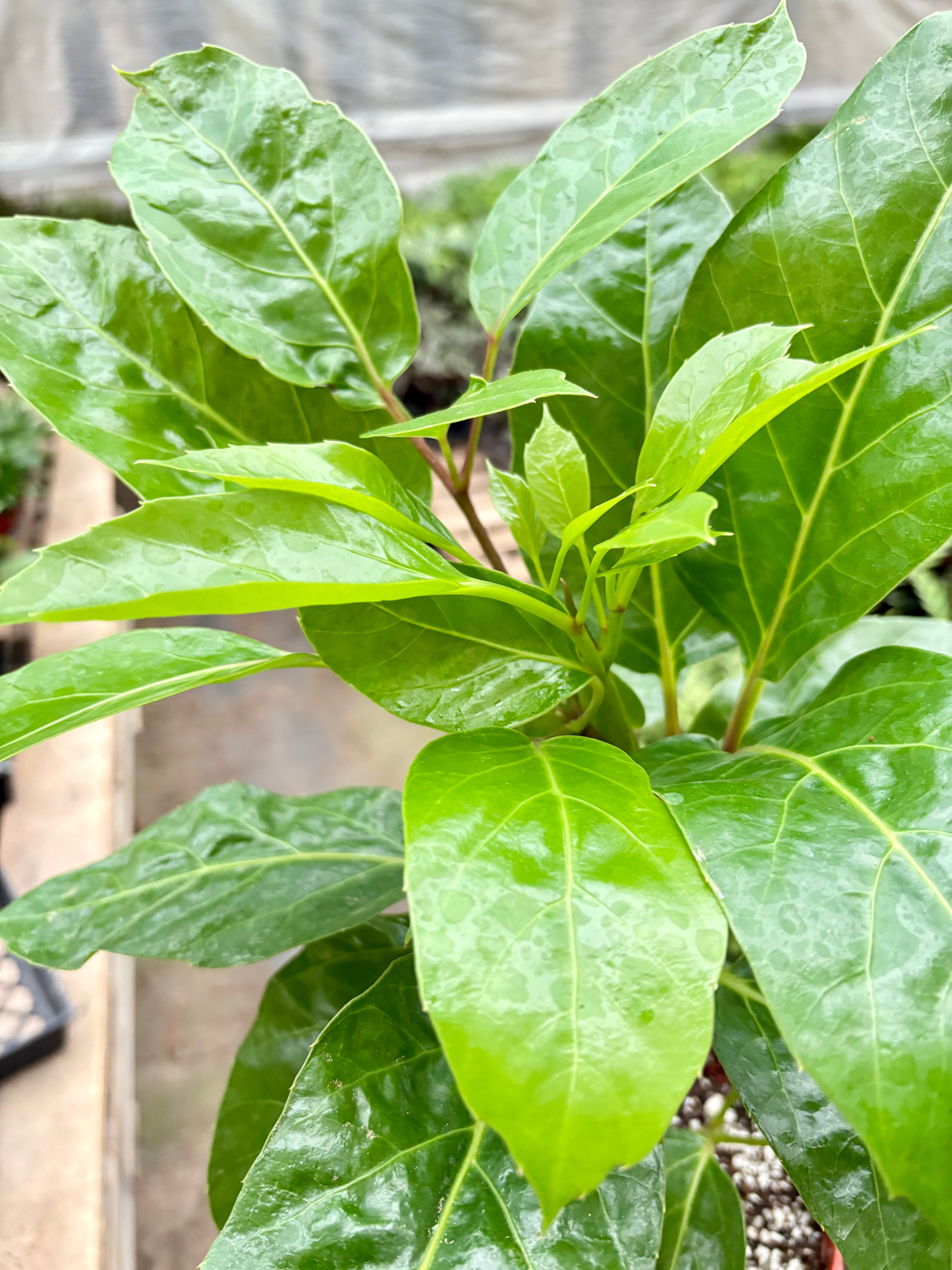 Schefflera Actinophylla - House Plant Shop