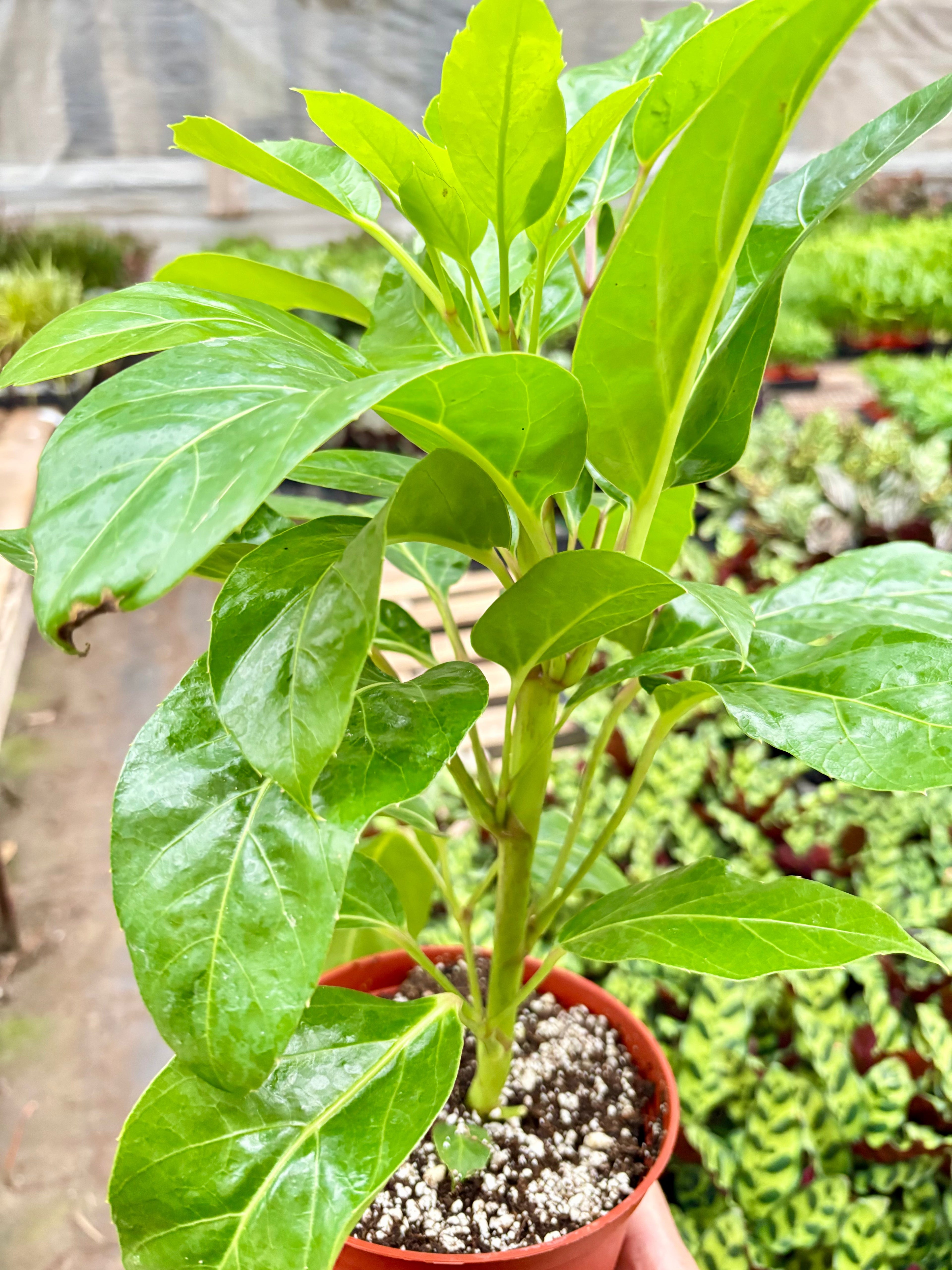 Schefflera Actinophylla - House Plant Shop