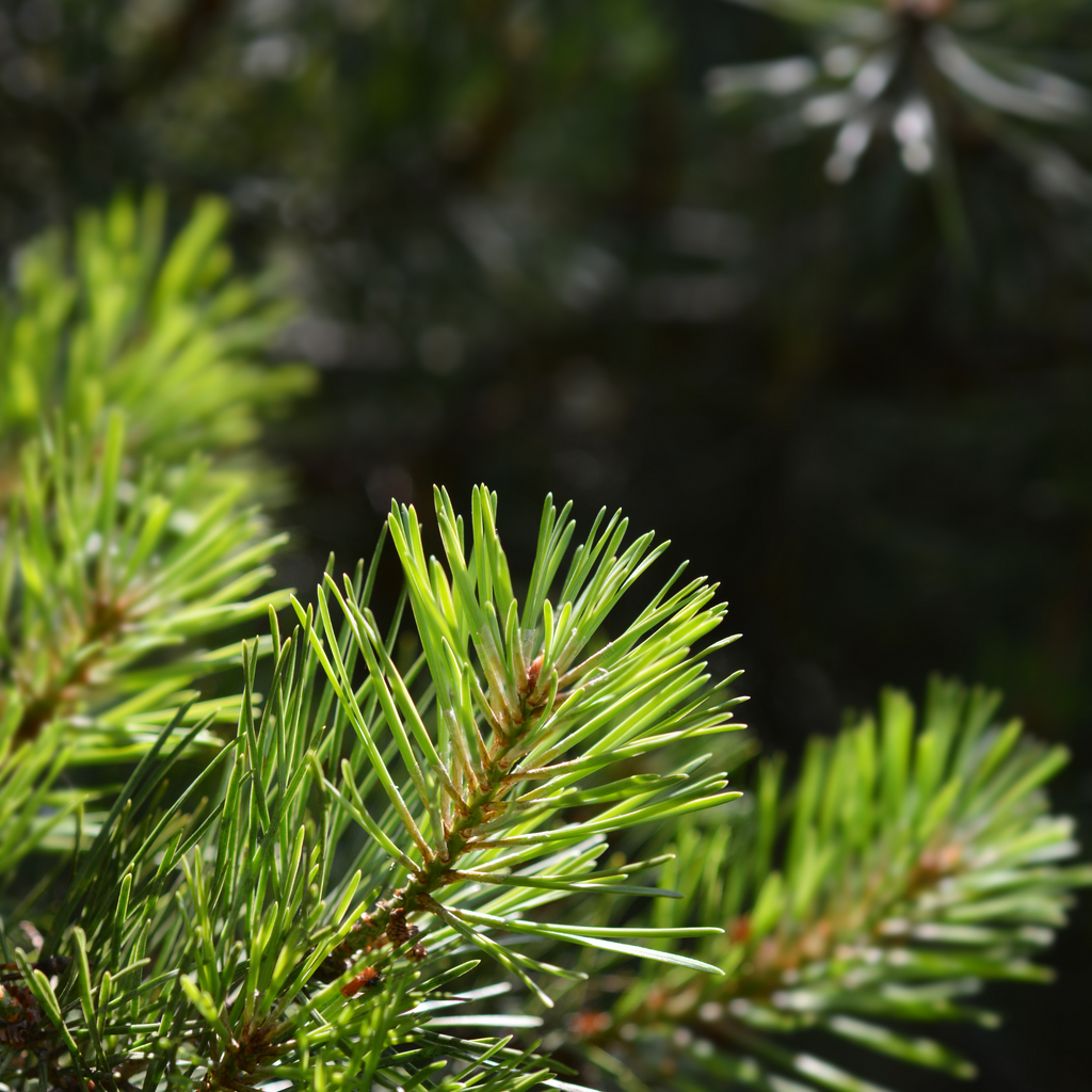 Plant a Tree for Someone in Michigan - Memorial & Tribute Trees