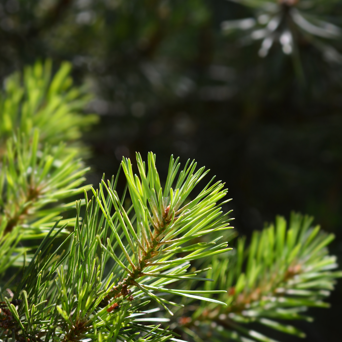 Plant a Tree for Someone in Michigan - Memorial & Tribute Trees