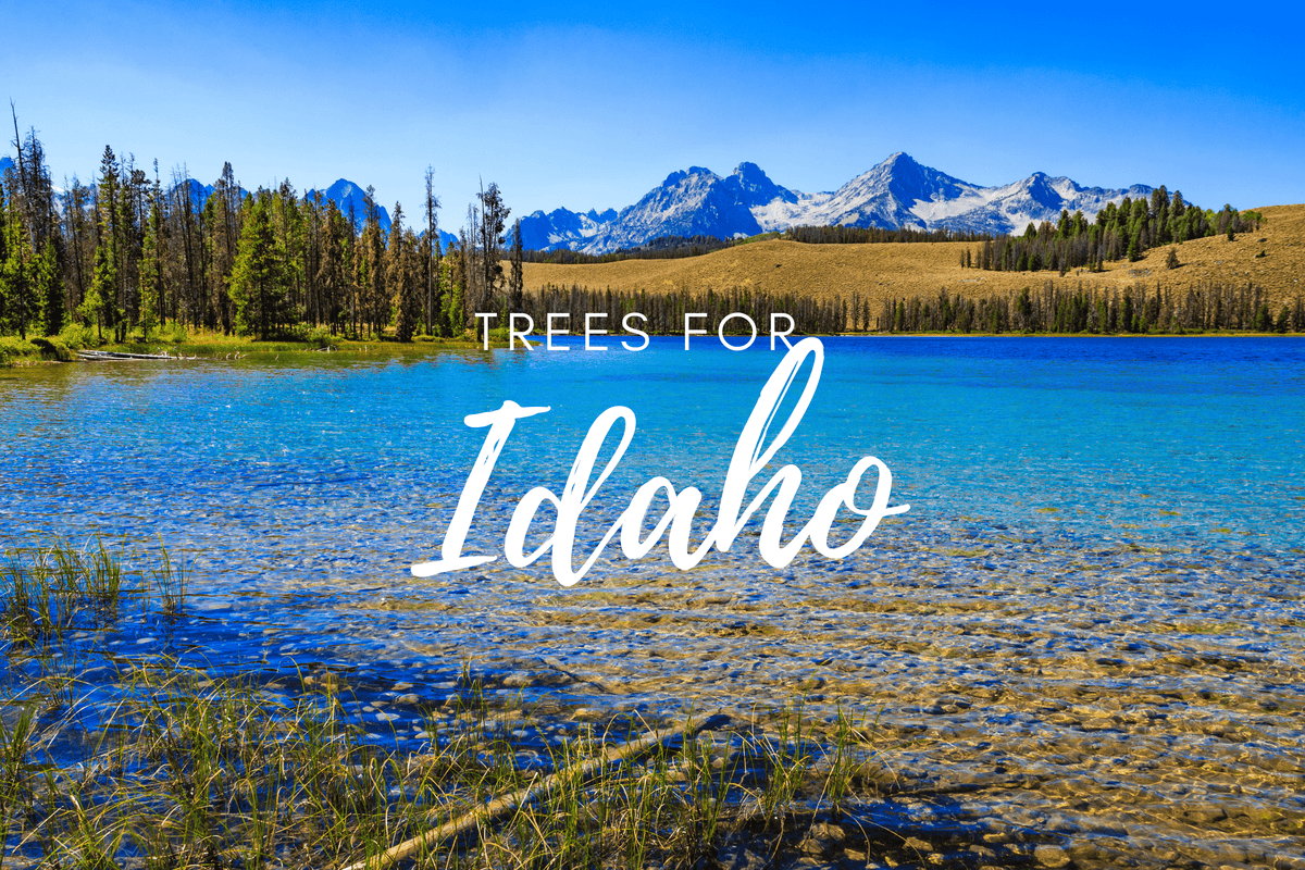 Plant a Tree for Someone in Idaho - Memorial & Tribute Trees