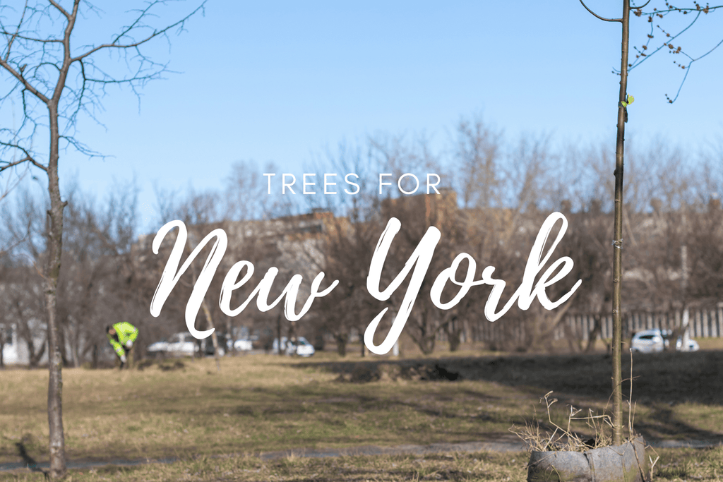 Plant a Tree for Someone in New York - Memorial & Tribute Trees