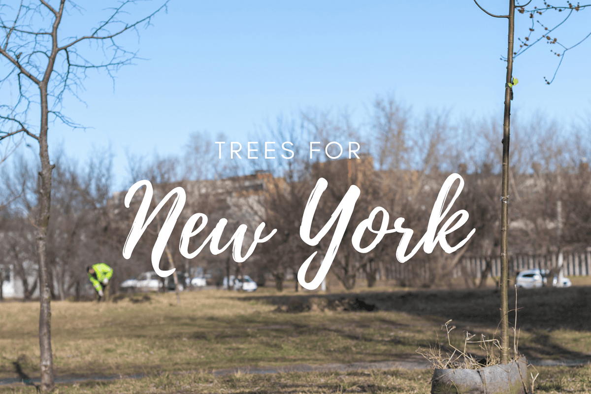 Plant a Tree for Someone in New York - Memorial & Tribute Trees