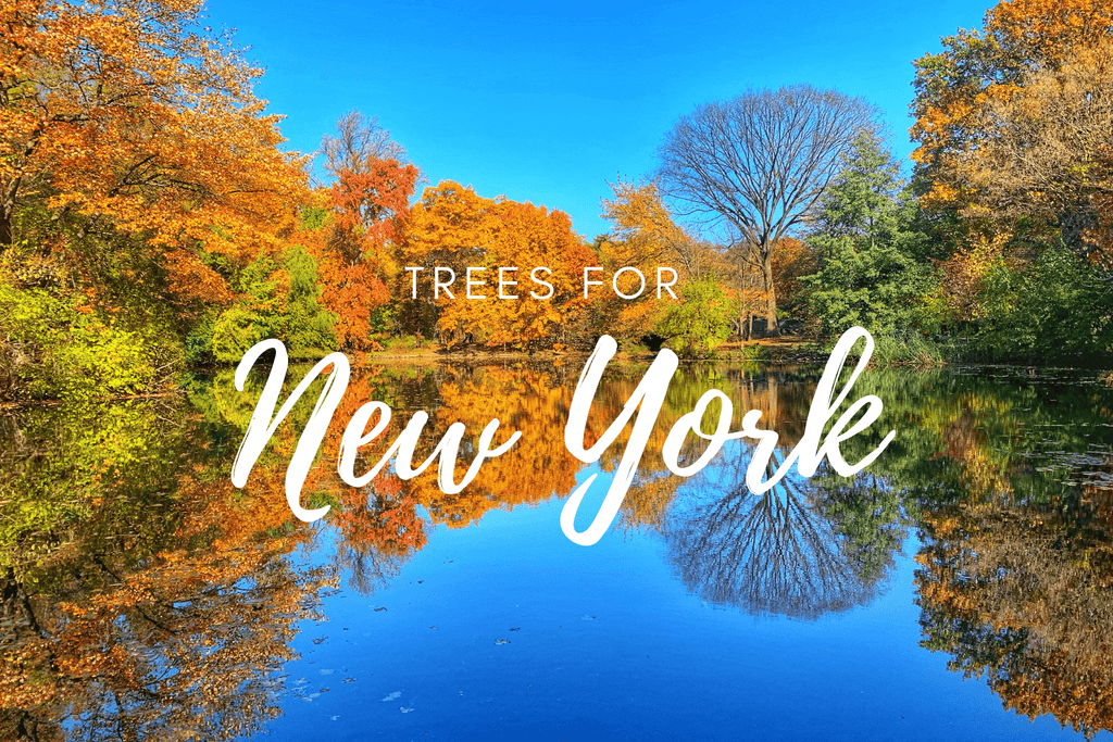 Plant a Tree for Someone in New York - Memorial & Tribute Trees