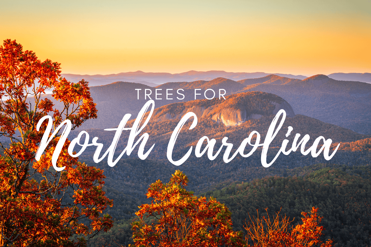Plant a Tree for Someone in North Carolina - Memorial & Tribute Trees