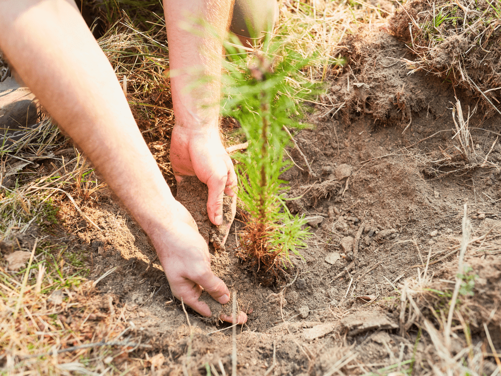 Plant a Tree in Honor of Someone - A Living Tribute Tree Gift