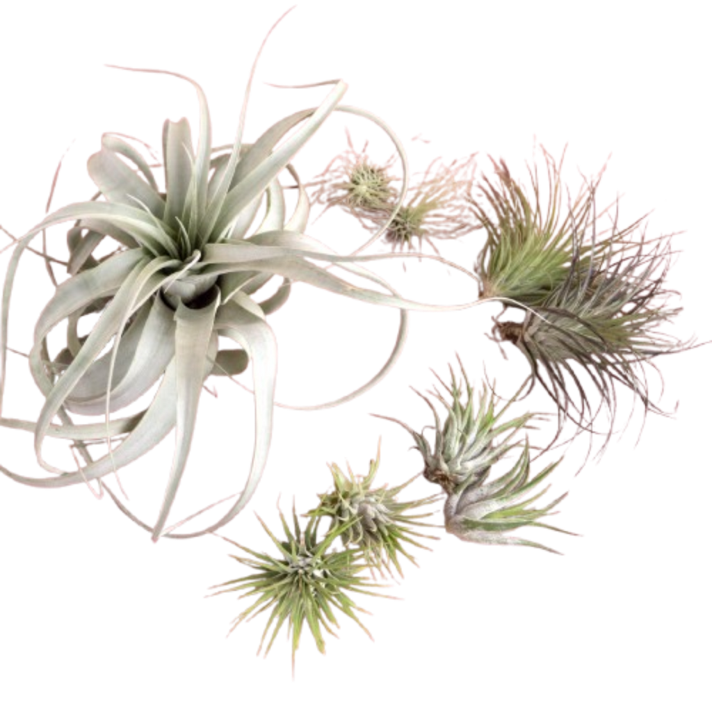 Mothers Day Air Plant Bundle