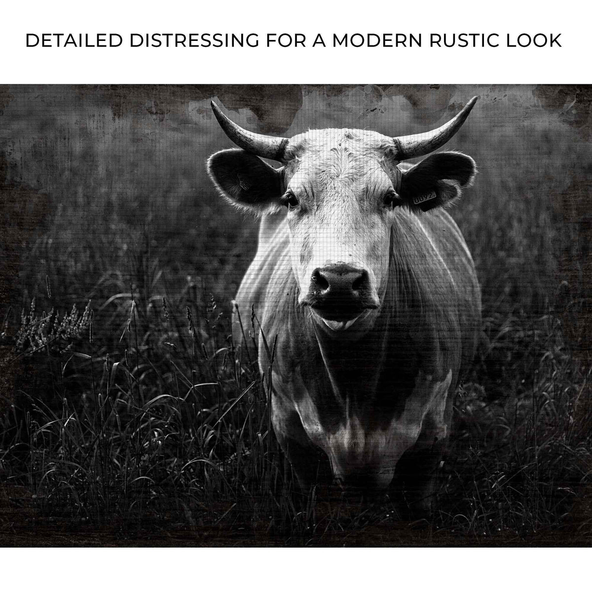 Longhorn Cattle Portrait Canvas Wall Art
