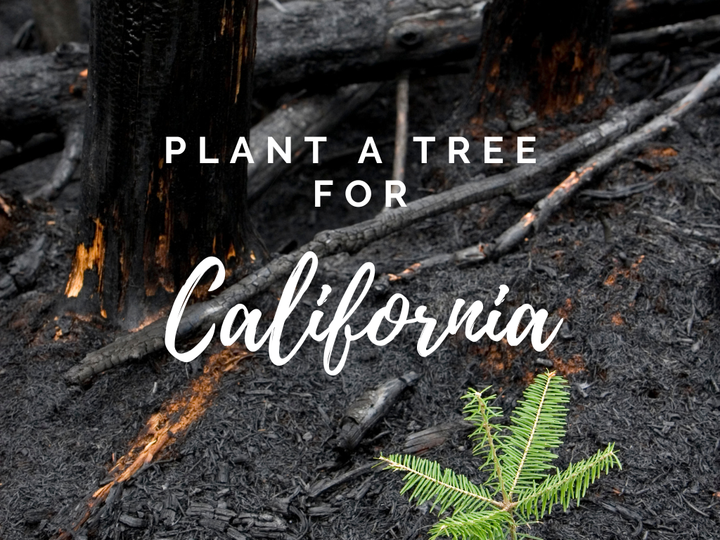 Plant a Tree for Someone & Restore a Community - A Living Tribute