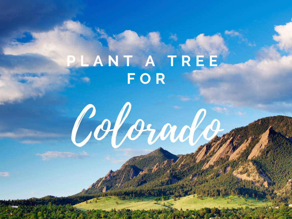 Plant a Tree for Someone & Restore a Community - A Living Tribute