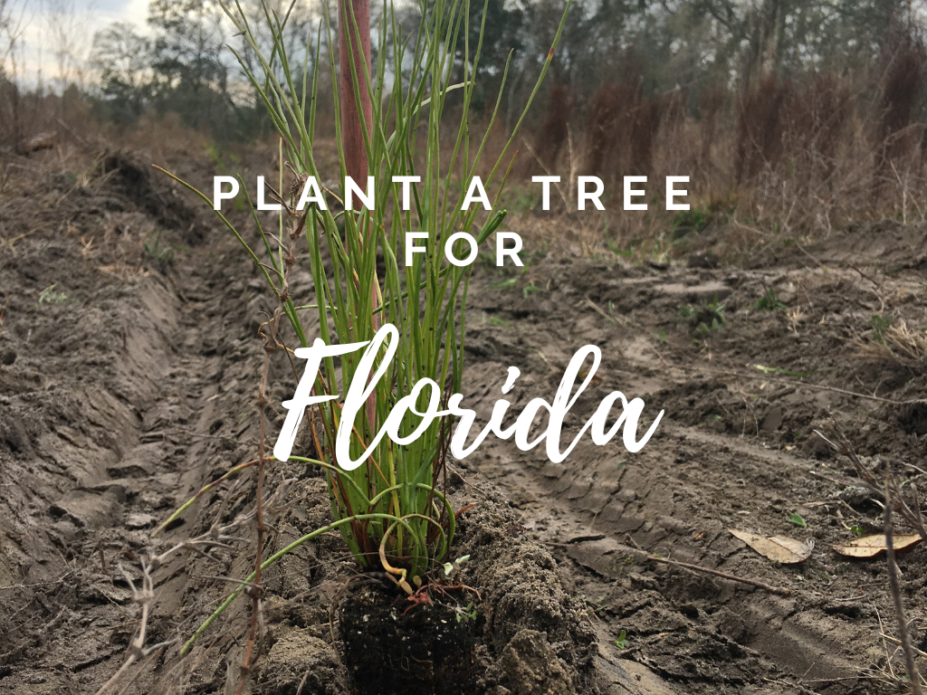 Plant a Tree for Someone & Restore a Community - A Living Tribute
